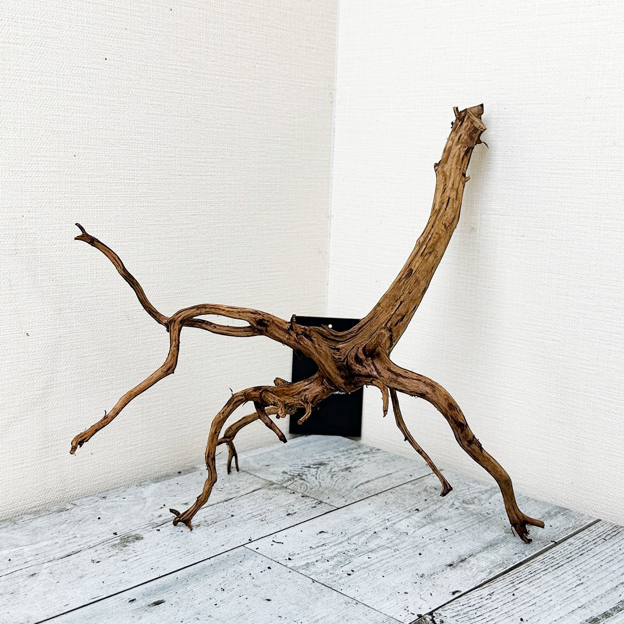 51608 ブランチウッド　流木　アクアリウム 沈水確認済 51608 ブランチウッド 流木 アクアリウム 沈水確認済