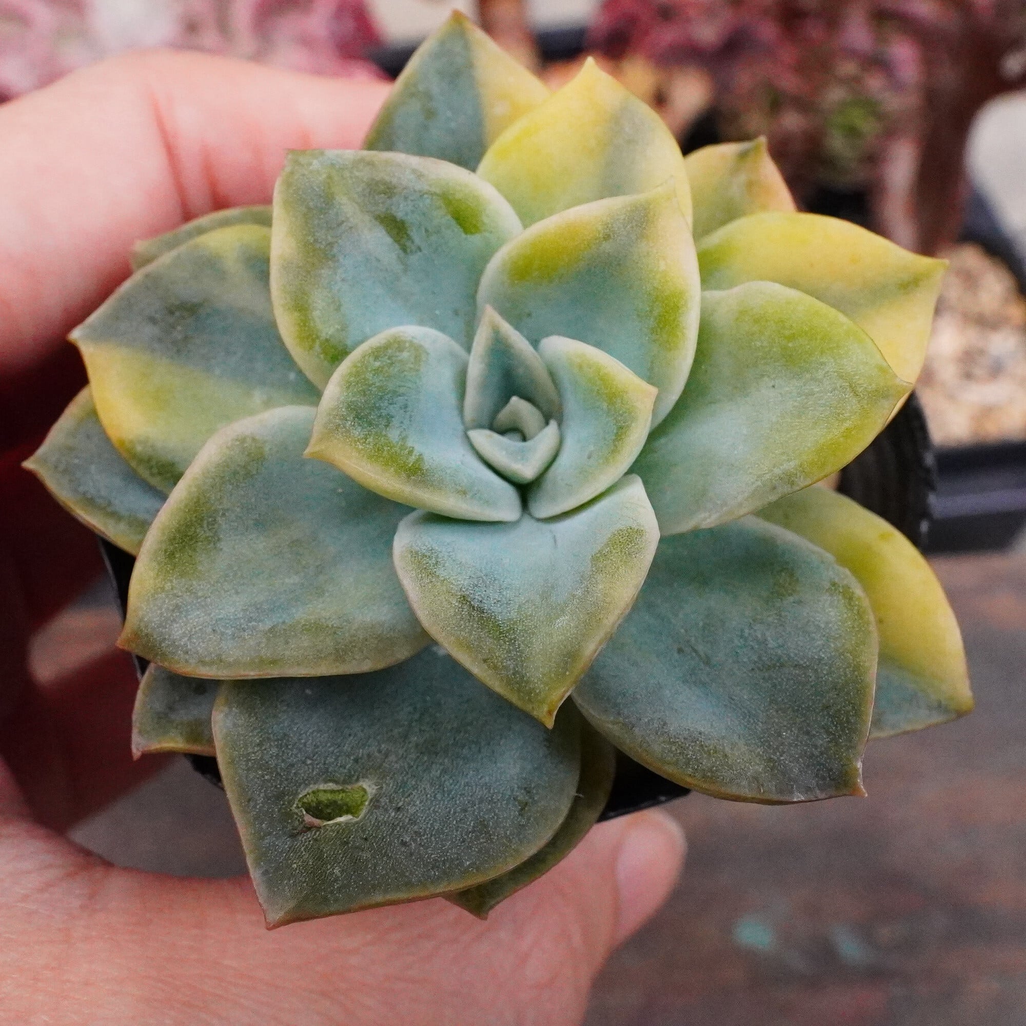 エケベリア・ブラックプリンス錦 1苗 ④ 多肉 植物 斑入り 多肉植物