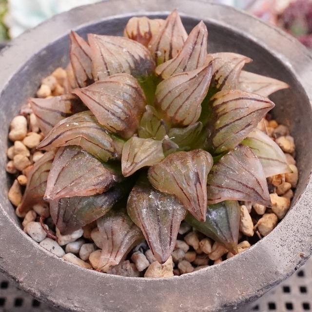 ハオルチア　atropurpurea　D020