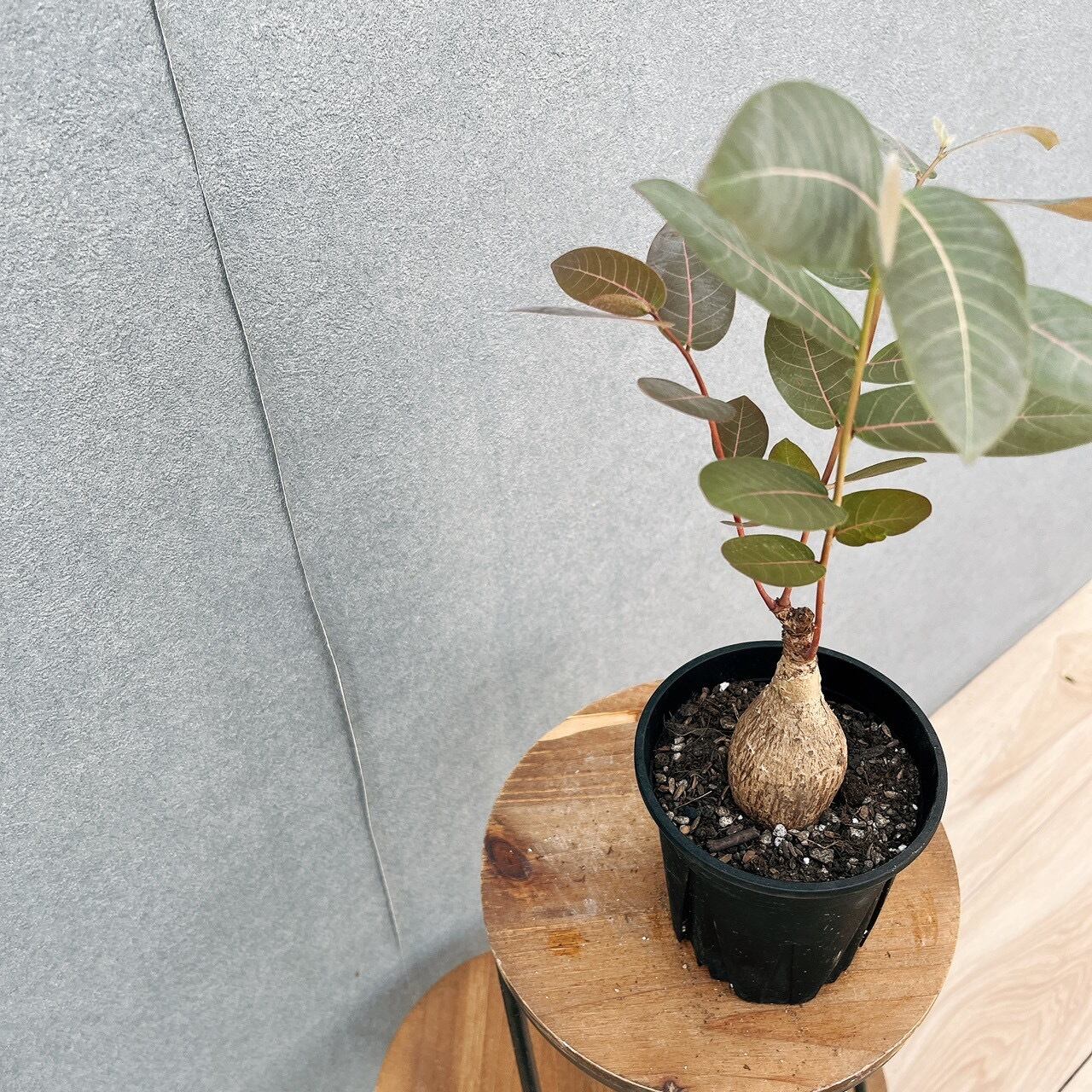 現品］☆初出品☆ A23 フィランサス ミラビリス 4号 観葉植物 レア