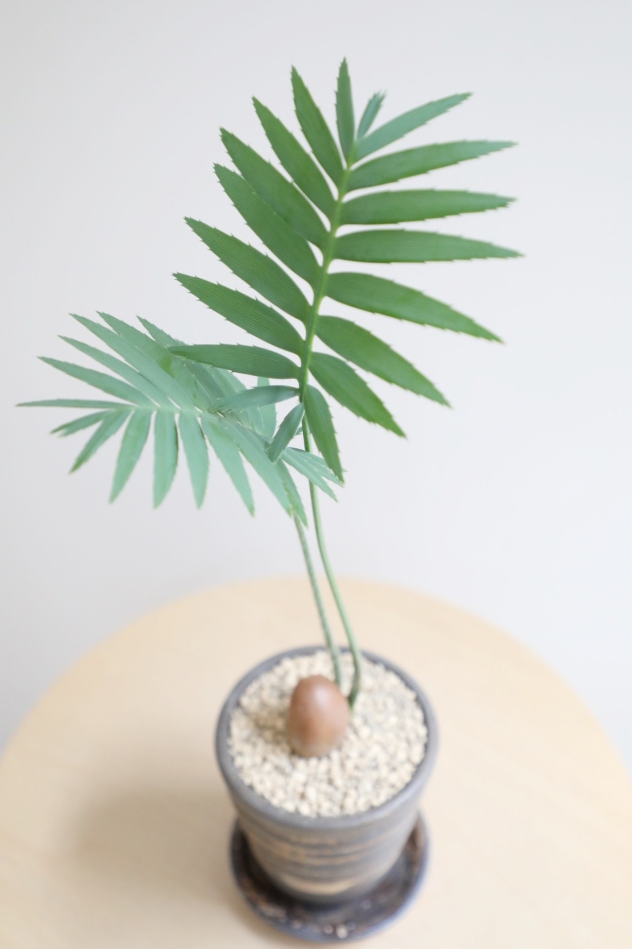 【M】ディオーン スピヌロスム/Dioon spinulosum ※陶器鉢付き