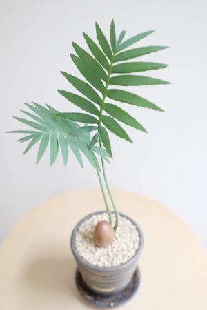 【M】ディオーン スピヌロスム/Dioon spinulosum ※陶器鉢付き