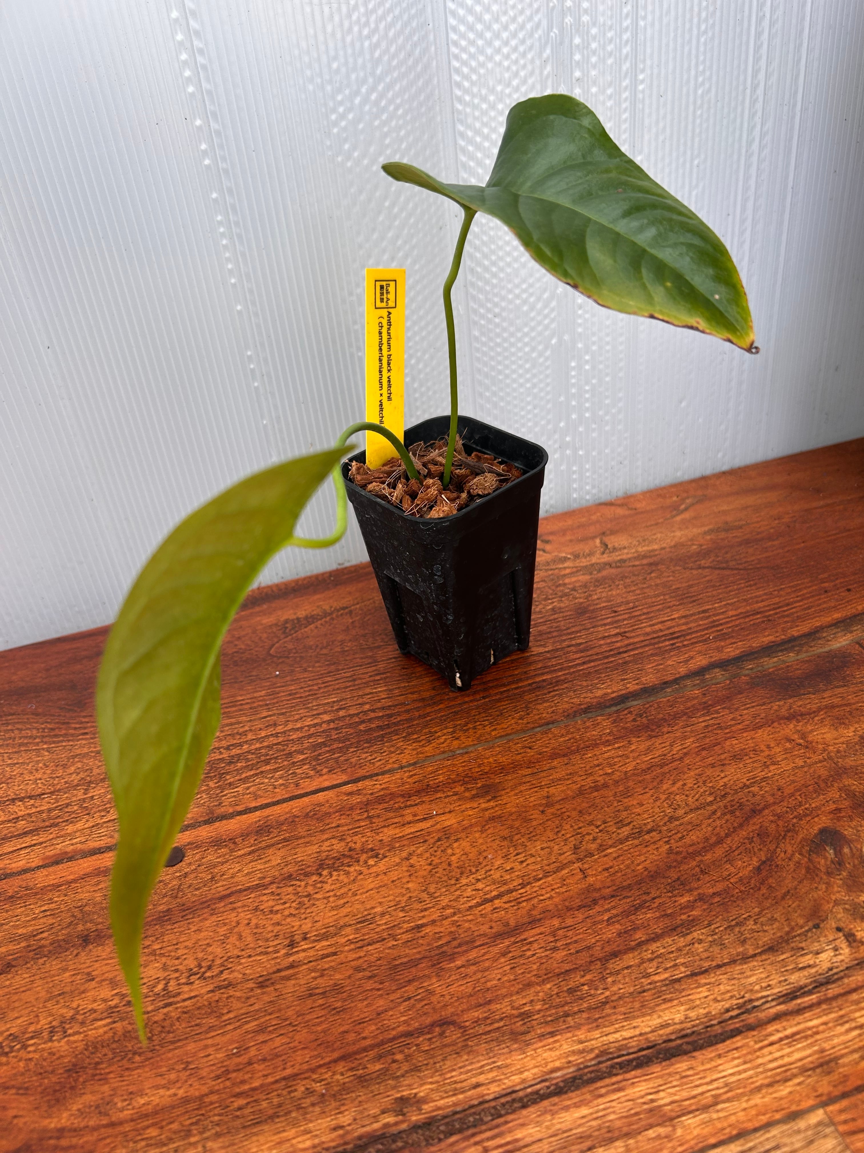 Anthurium | BALI-AN 園芸