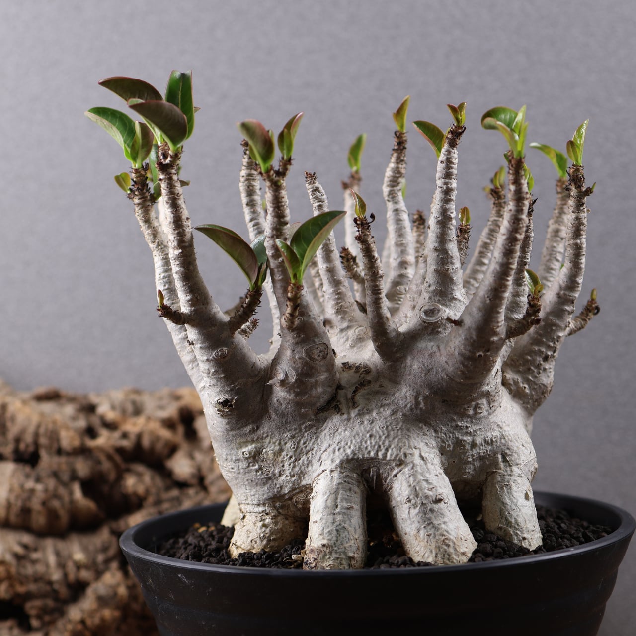 655『特大アデニウム アラビカム』観葉植物【送料無料】 | MARX PLANTS