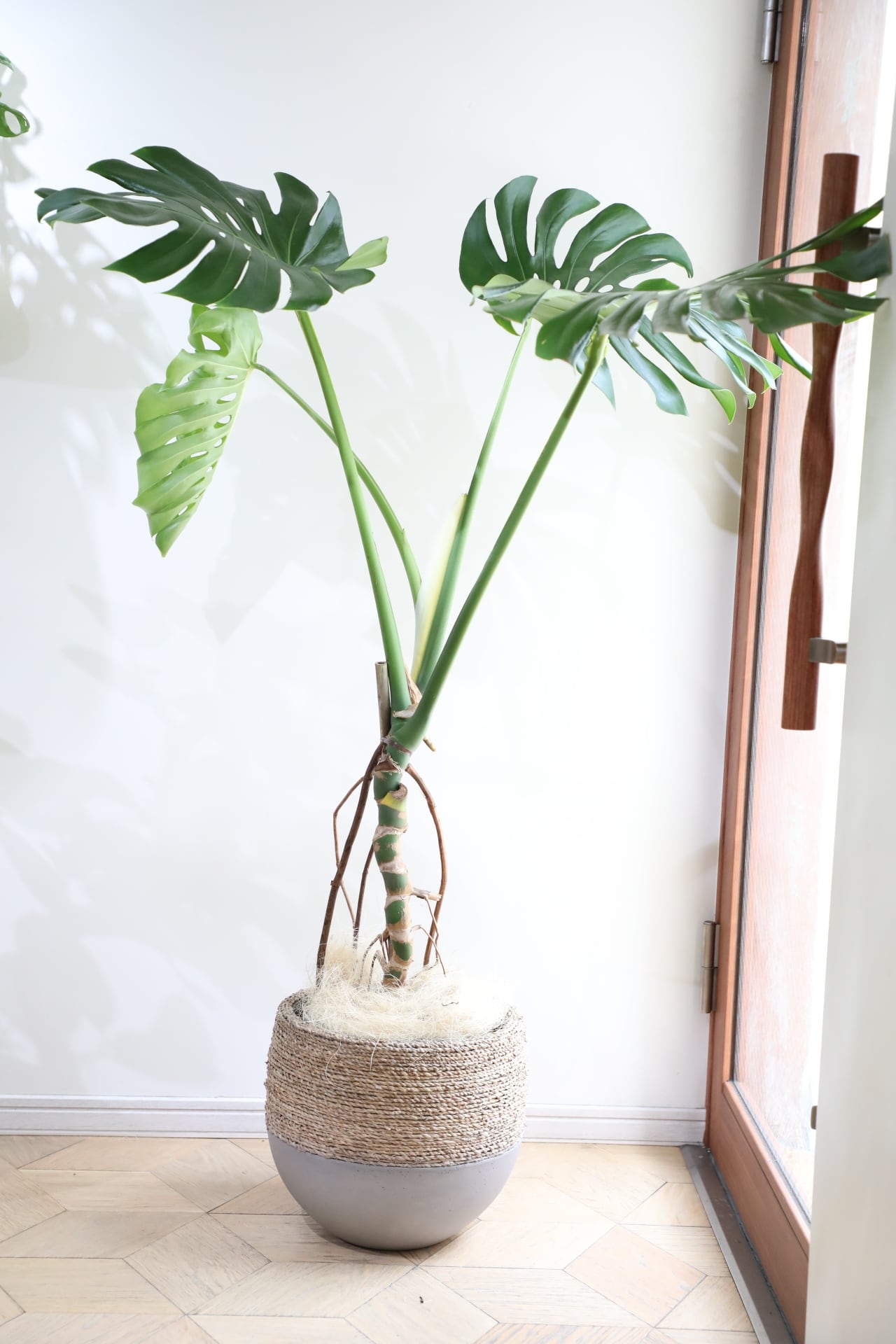 フィカス　ウンベラータ　スタンド仕立て　陶器鉢　植え込み発送 フィカス ウンベラータ スタンド仕立て 陶器鉢 植え込み発送