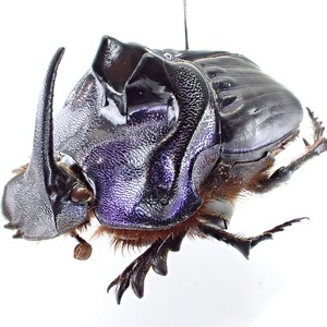 ブラジル産 Coprophanaeus bellicosus ♂ 34mm