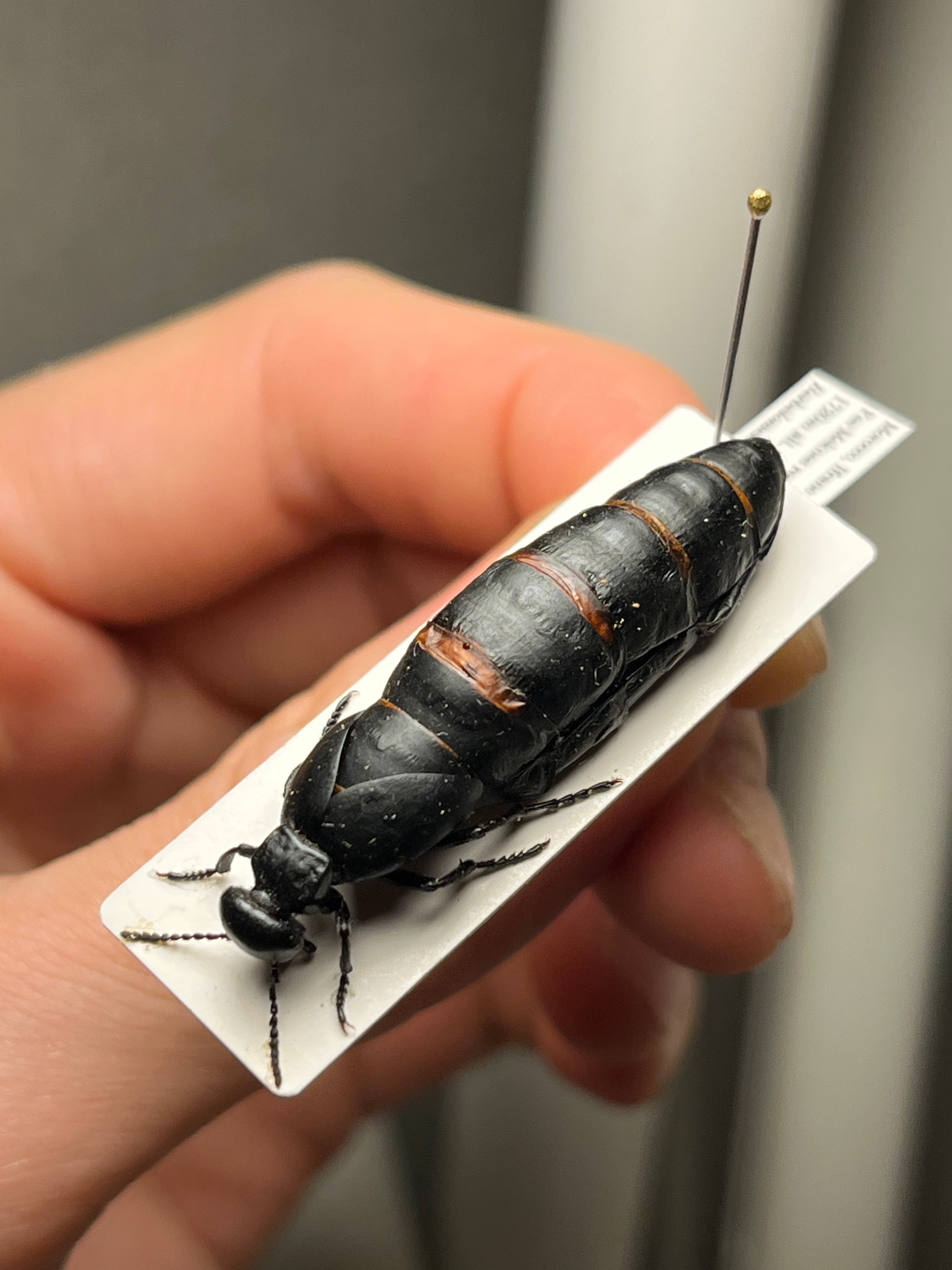 36mm】ツチハンミョウ モロッコ産 オサムシマイマイカブリ 昆虫標本