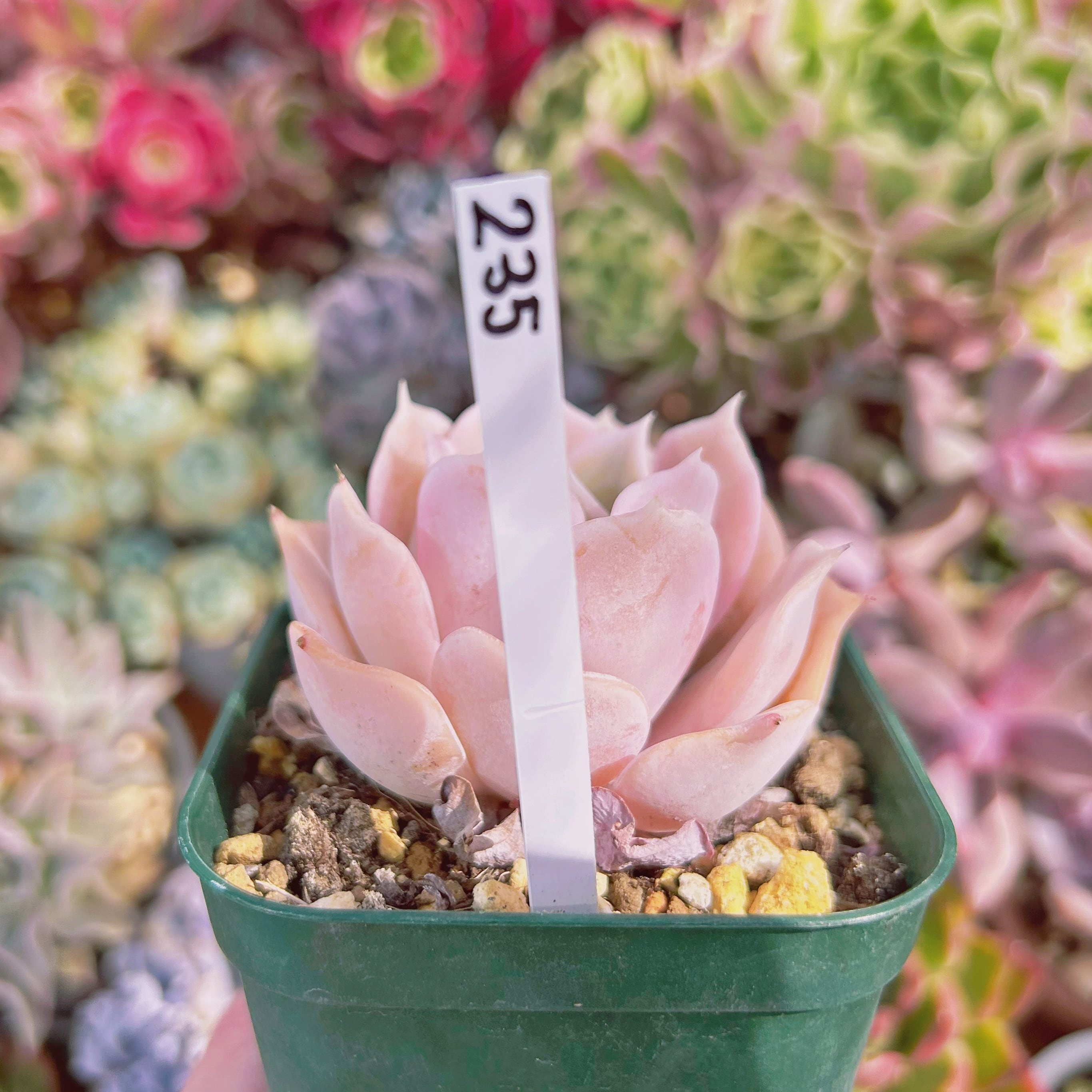 235現物 多肉植物 クジラ(Echeveria 'Blue Whale') 抜き苗 | るる農園
