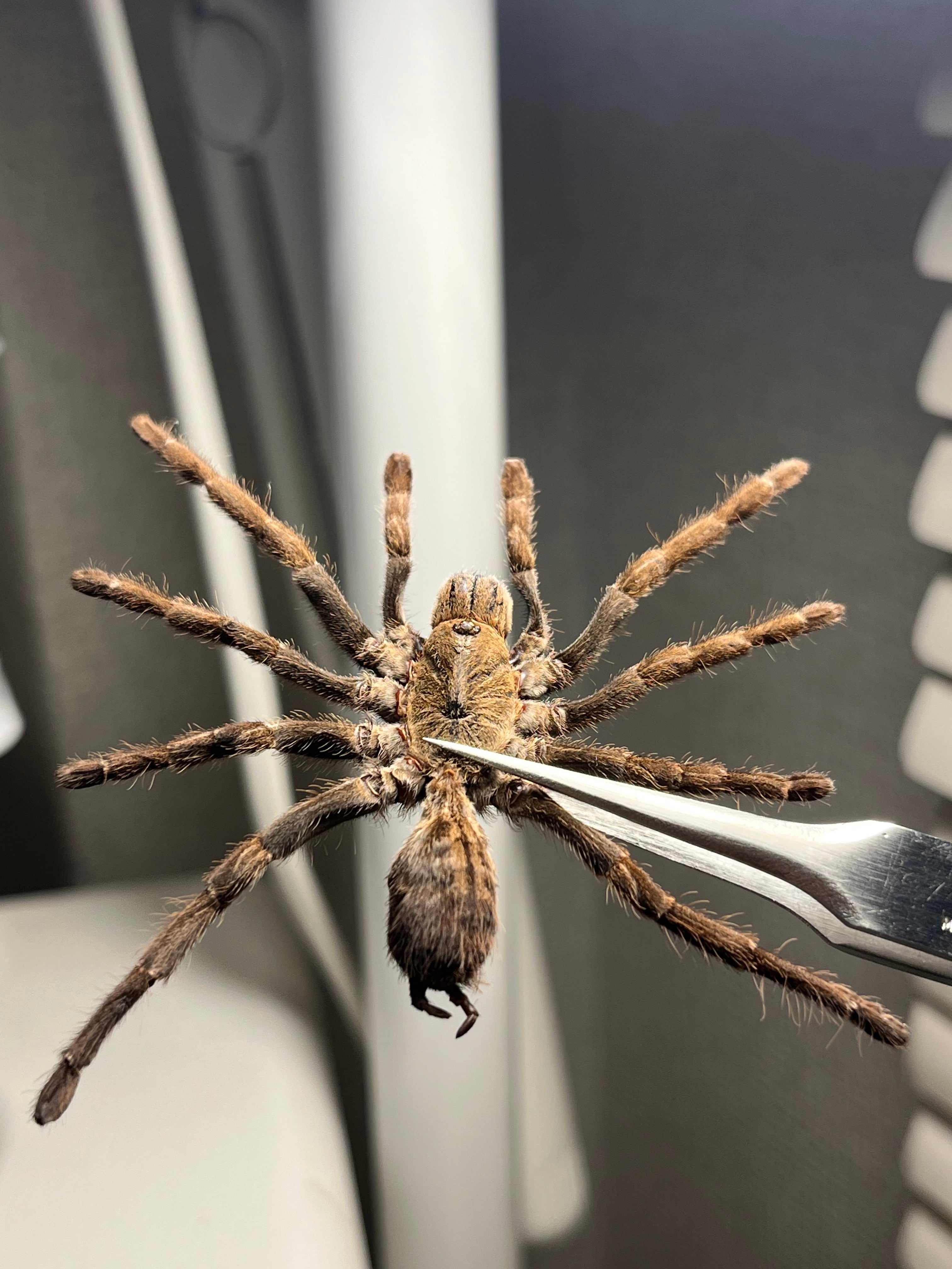 蜘蛛最大種】バーガンディーゴライアスバードイータータランチュラ