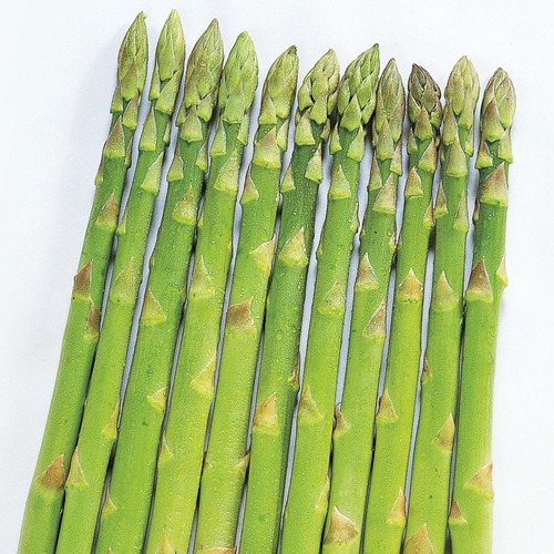 アスパラガス「ウェルカム」（20ml） 画像