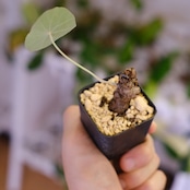 Stephania kaweesakii / ステファニア カウィーサキー㊺/ 観葉植物