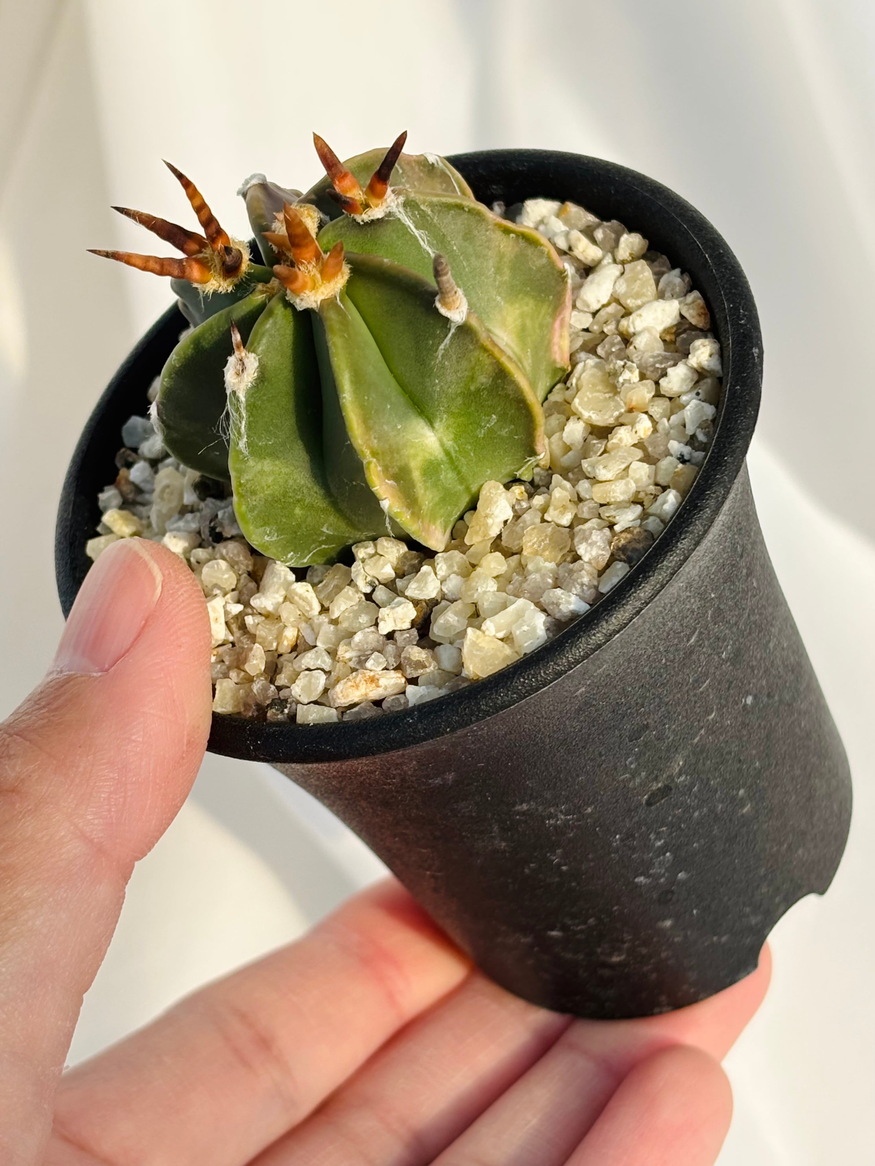 5・大鳳玉（水牛系）・サボテン Astrophytum capricorne アストロ