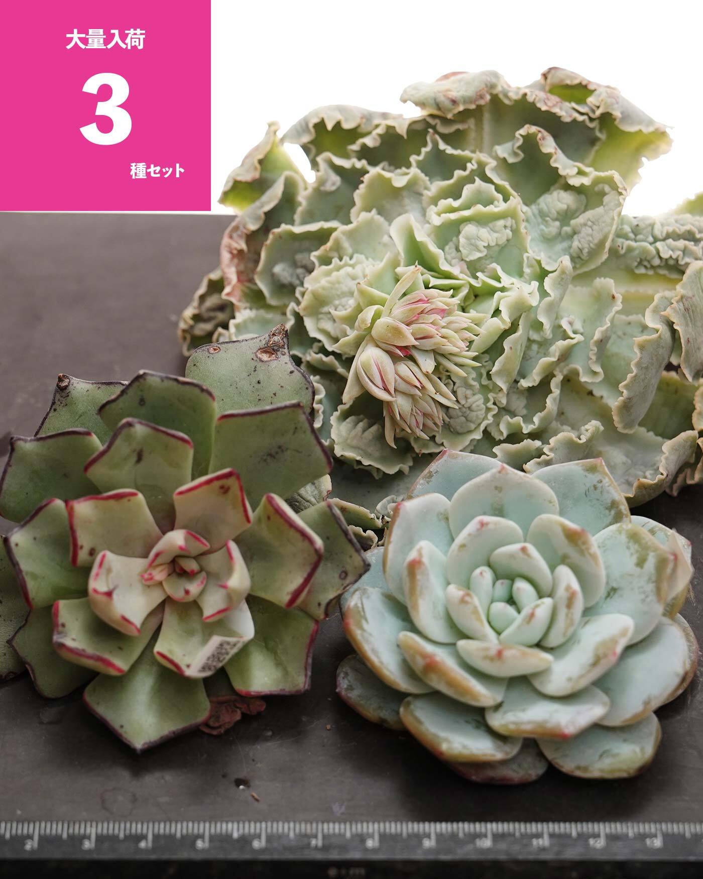 エケベリア（っぽいコ） | PUKUBOOK SUCCULENTS