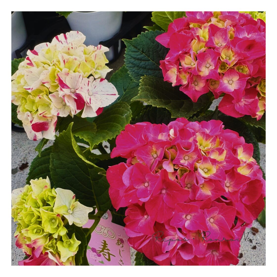 アジサイ：寿（レッド）（4号鉢）新品種 3色咲きアジサイ 希少