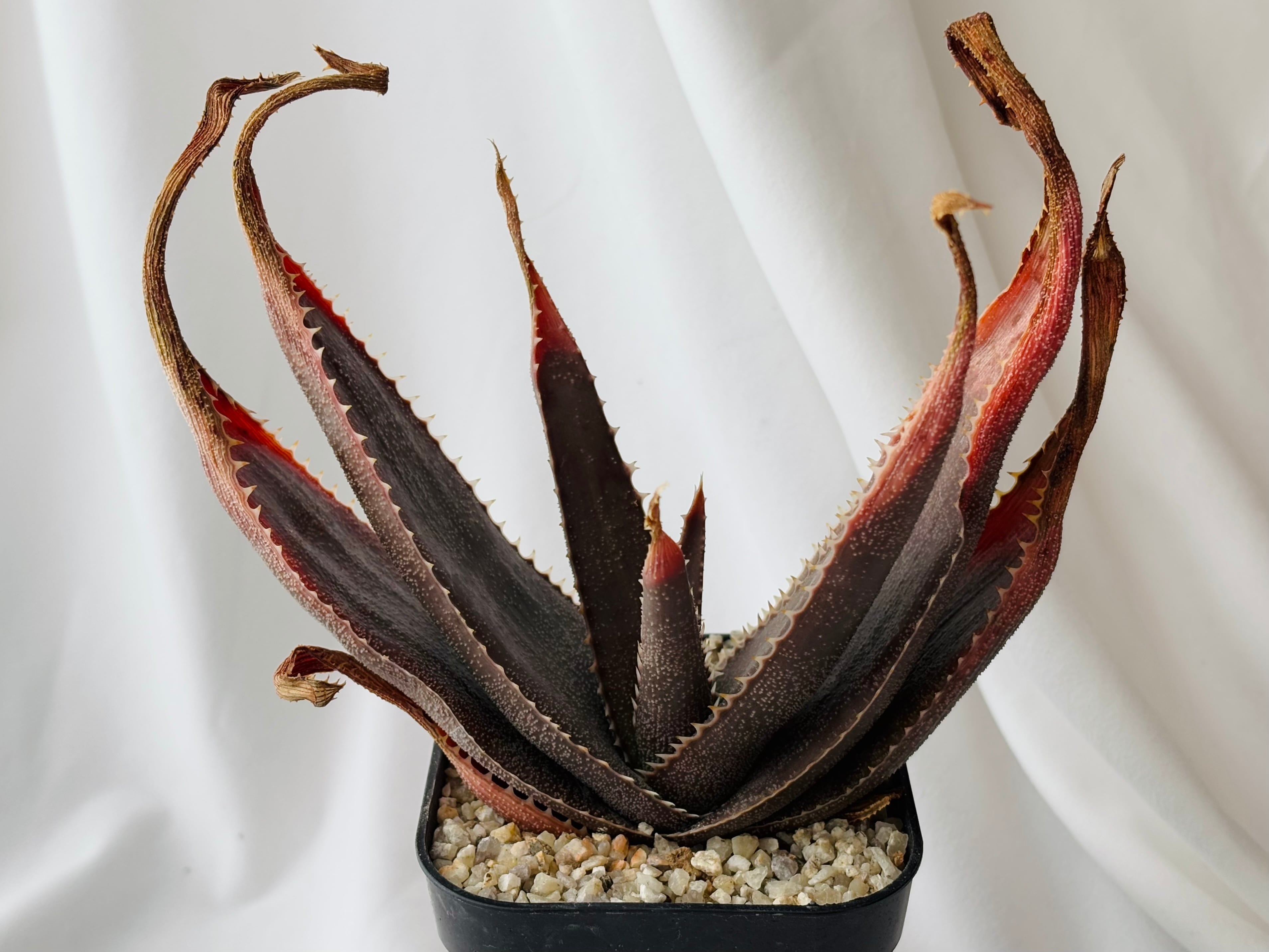 激レア アロエ ソーンクロフティー 【公式通販】