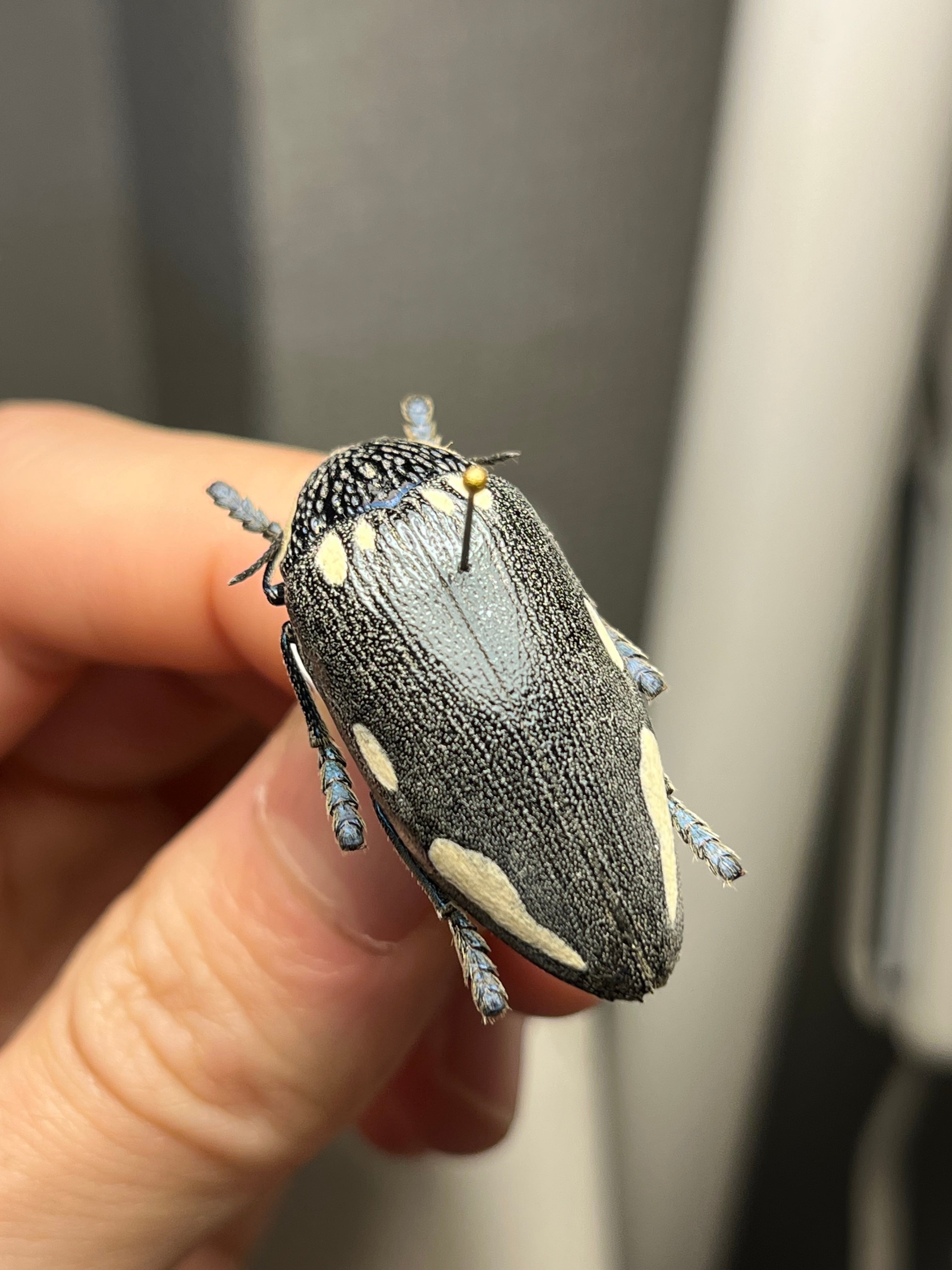 34mm】タテオビフトタマムシ giant jewel beetle 昆虫標本