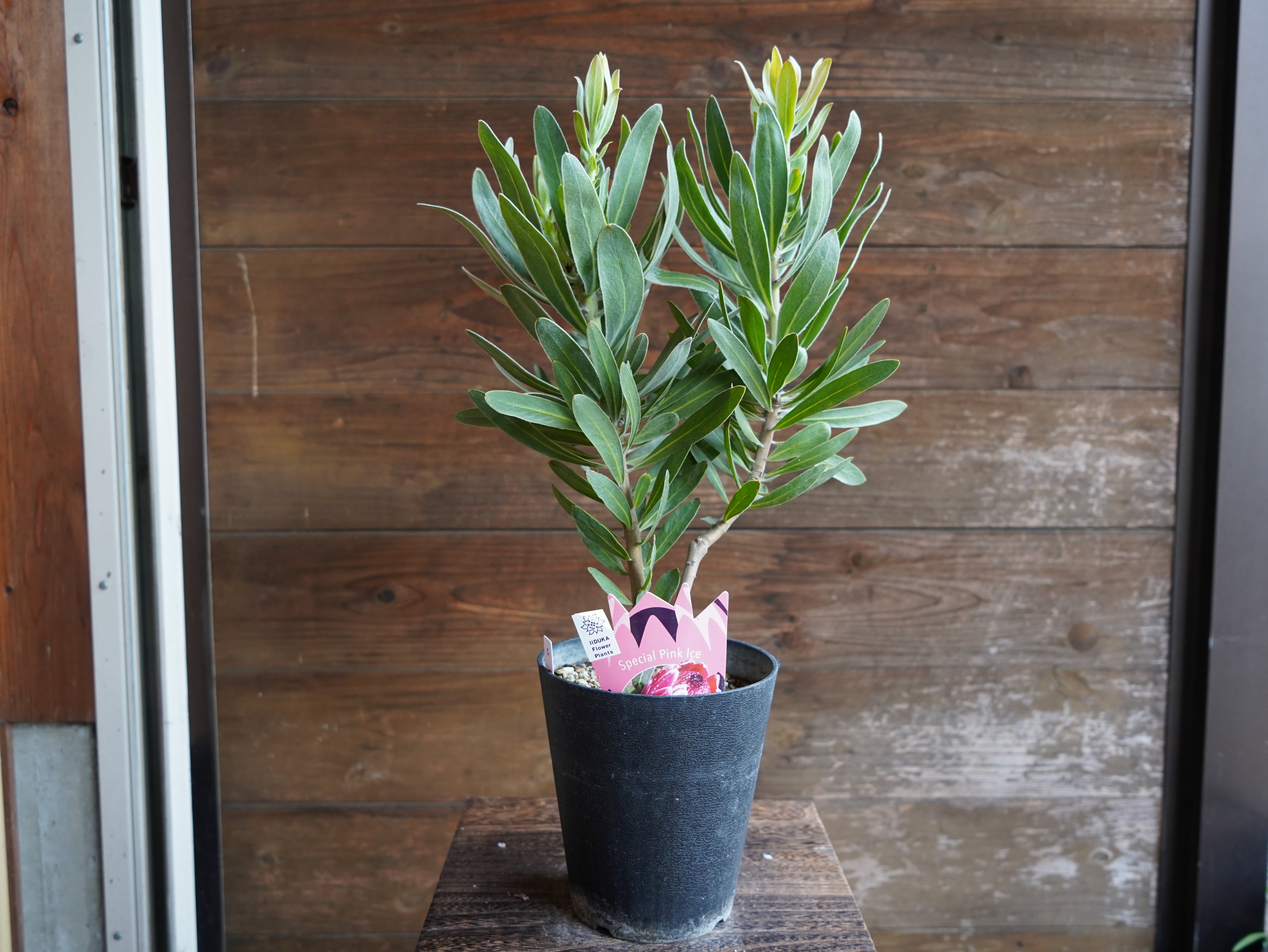 Phyllanthus urinaria 'Pink Variegated' / フィランサス・ウリナリア