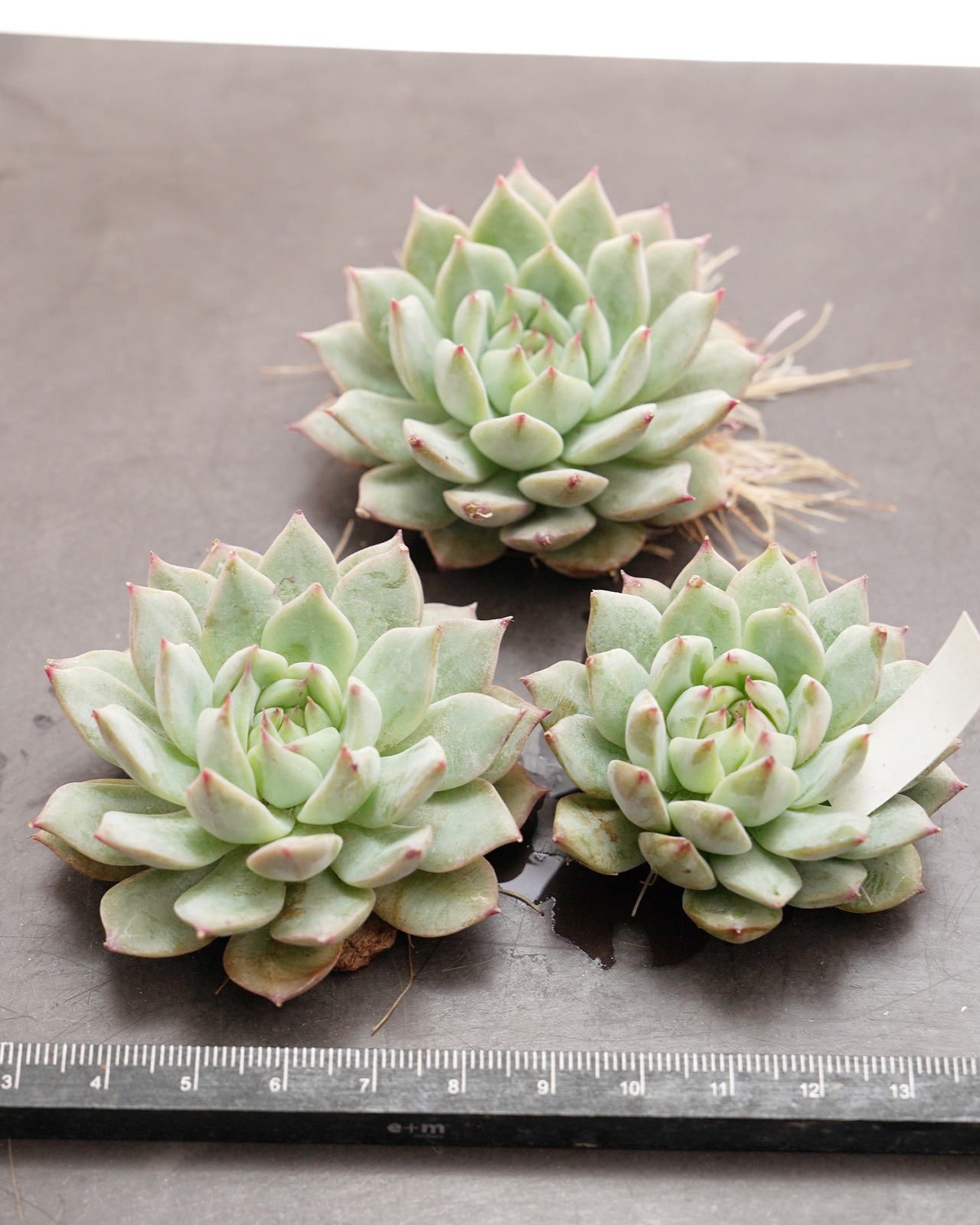 カット苗 ティッピー Echeveria 'Tippy'
