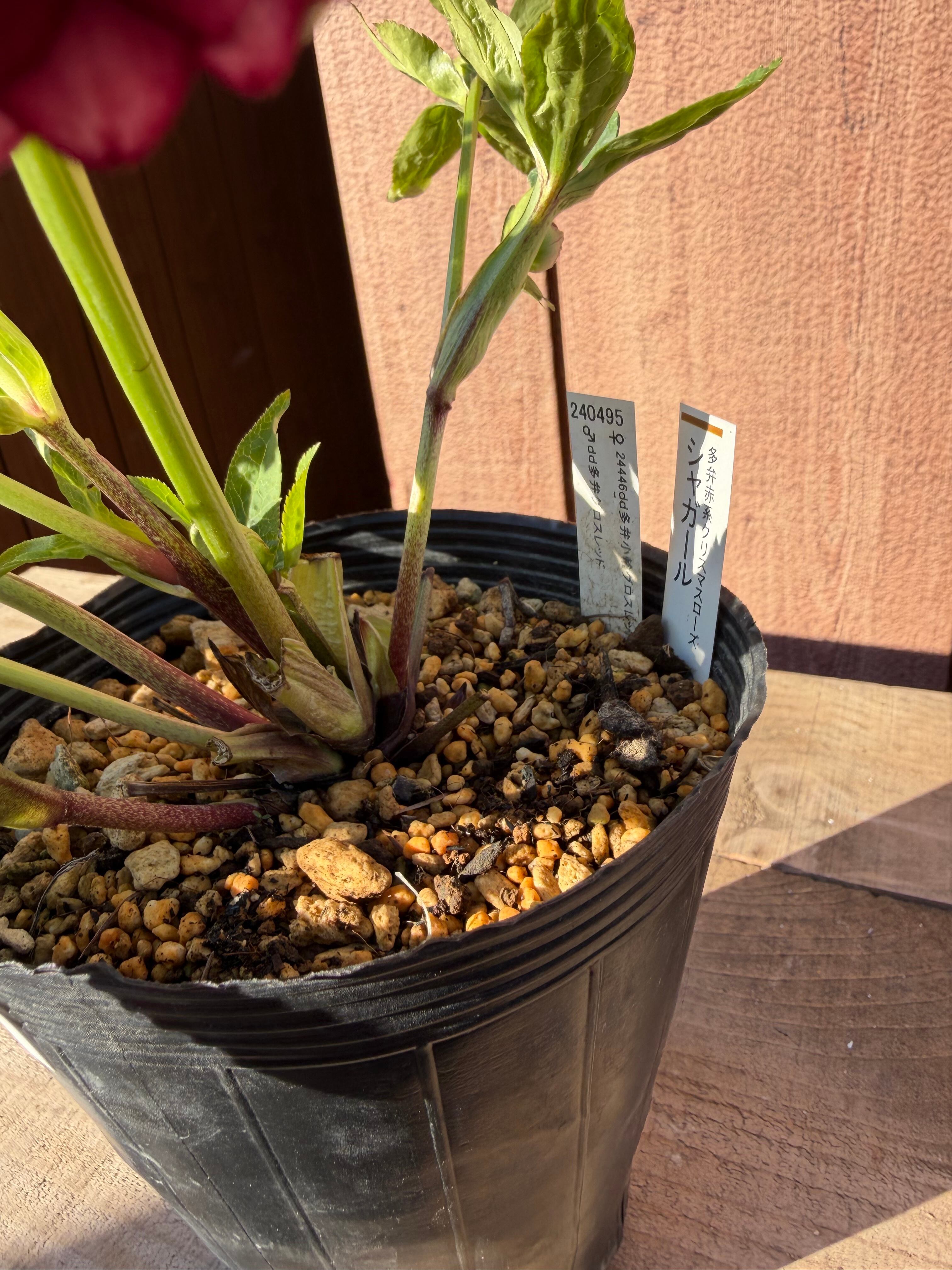 シャガール リバーシブル多花性 加藤農園 クリスマスローズ【ka45