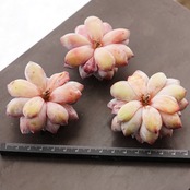 カット苗 ウェルテル Echeveria 'Werther'