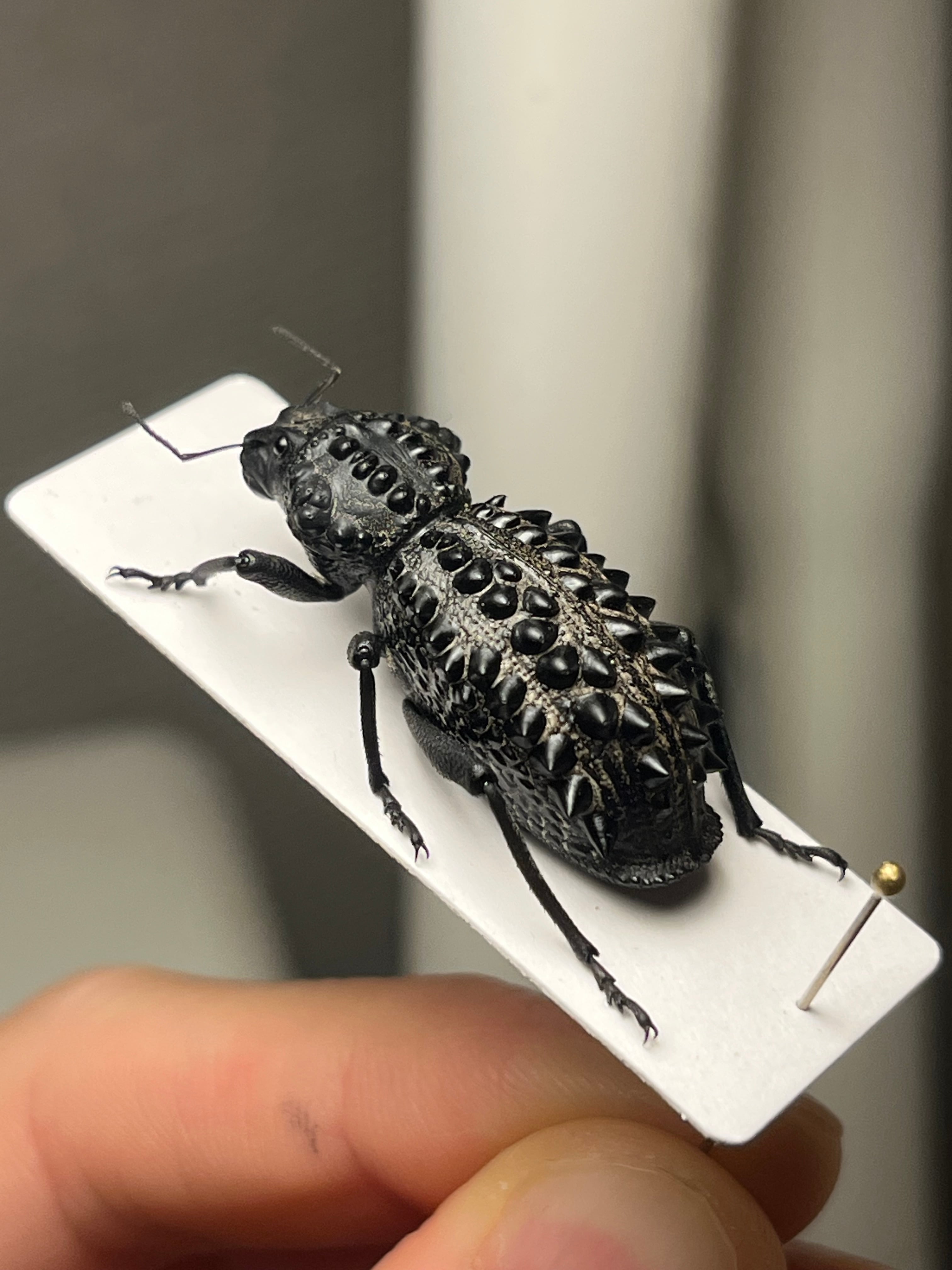 属内最高峰】トゲトゲヘンテコゾウムシ Gagatophorus 標本甲虫フン