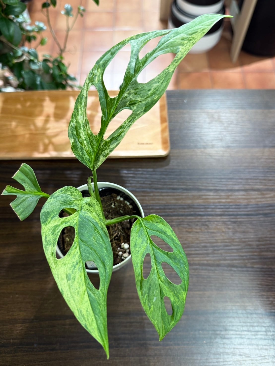 アダンソニー ミント バリエガータ ① モンステラ 観葉植物 3.0号 希少