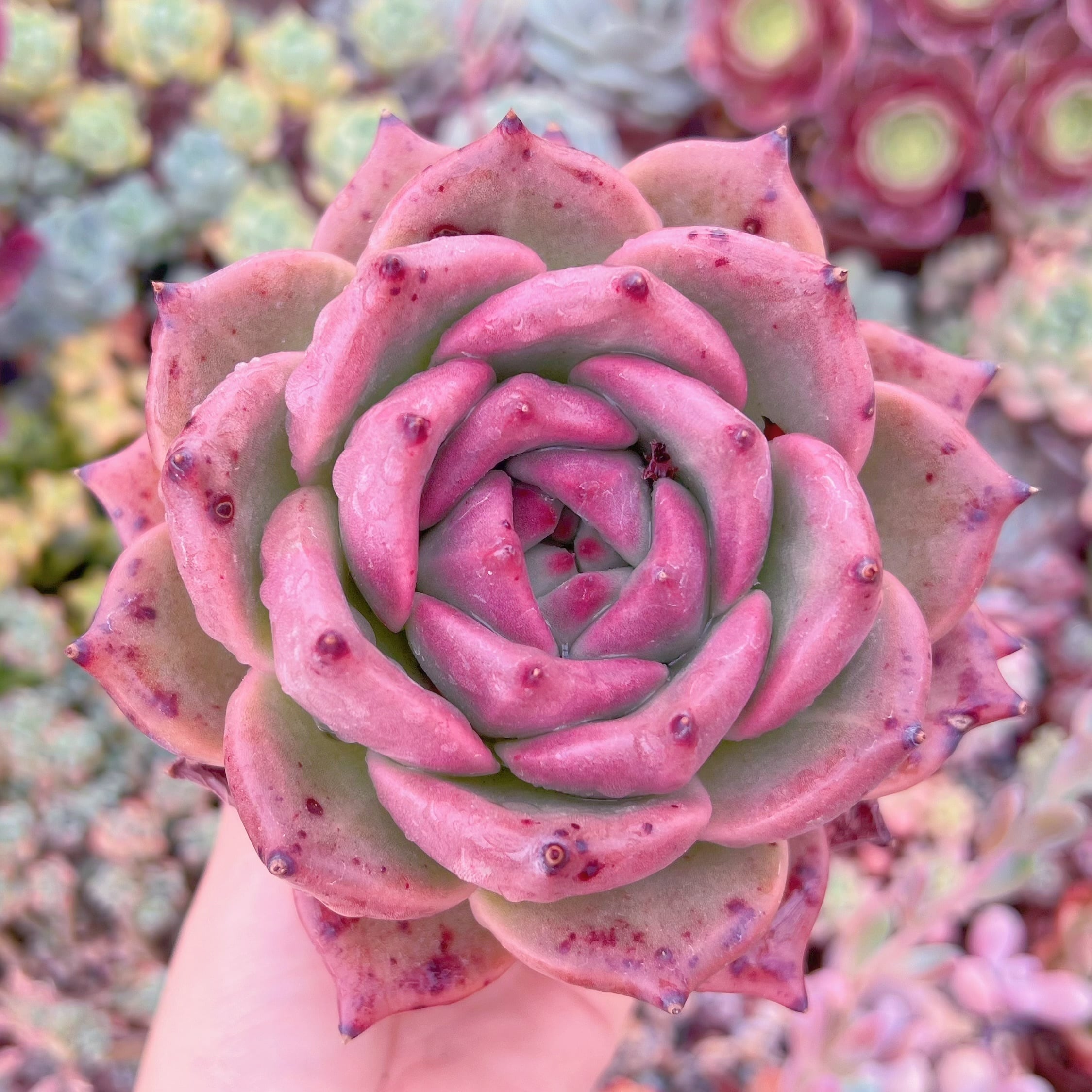 現品　ロメオxマリア#F078　大苗　るる農園