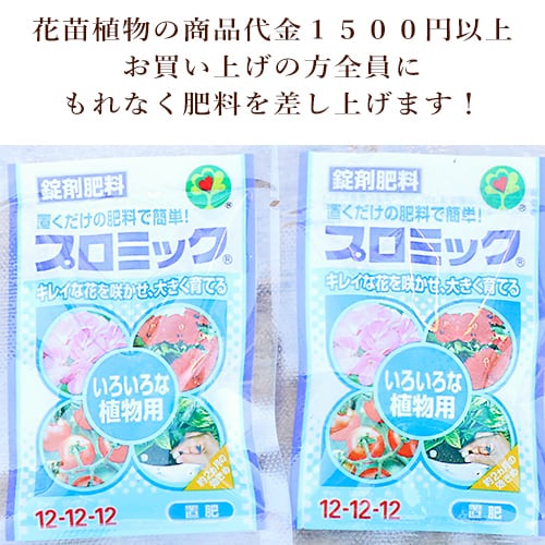 値下げセール 果樹苗木 ボイソンベリー ラズベリー ブラックベリー 6号