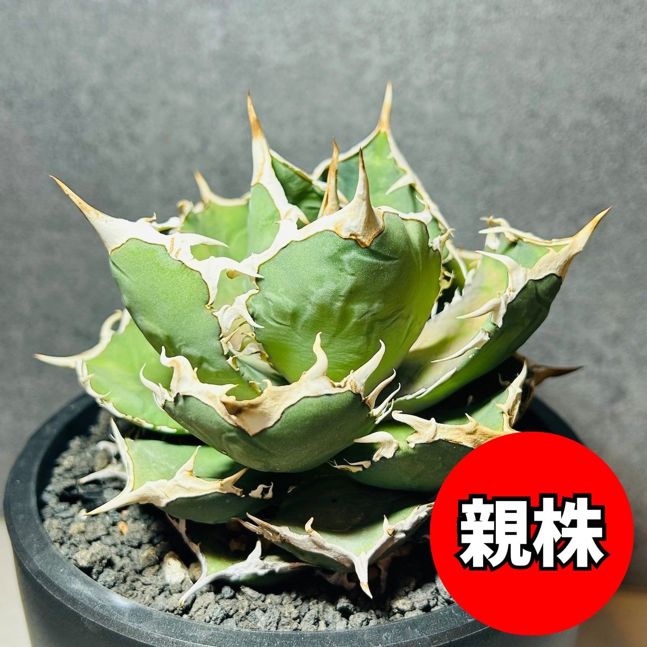 R407-46 特選 アガベ 多肉植物 チタノタ 萬代厳龍 チタノタ R407-46 特選 アガベ 多肉植物 チタノタ 萬代厳龍 チタノタ