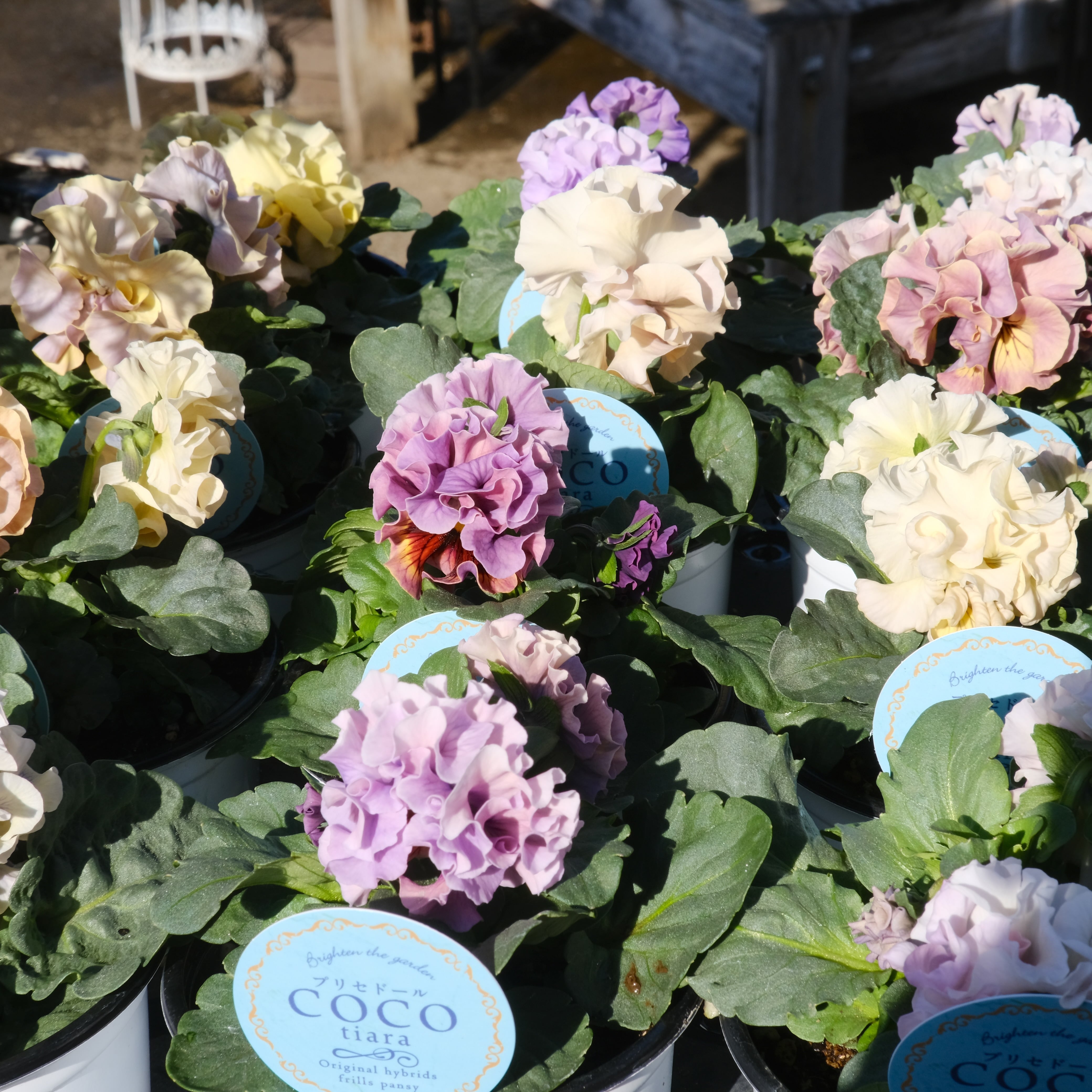 寄せ植え花 プリセドールcocoテイアラ｜グリーンギャラリーガーデンズ