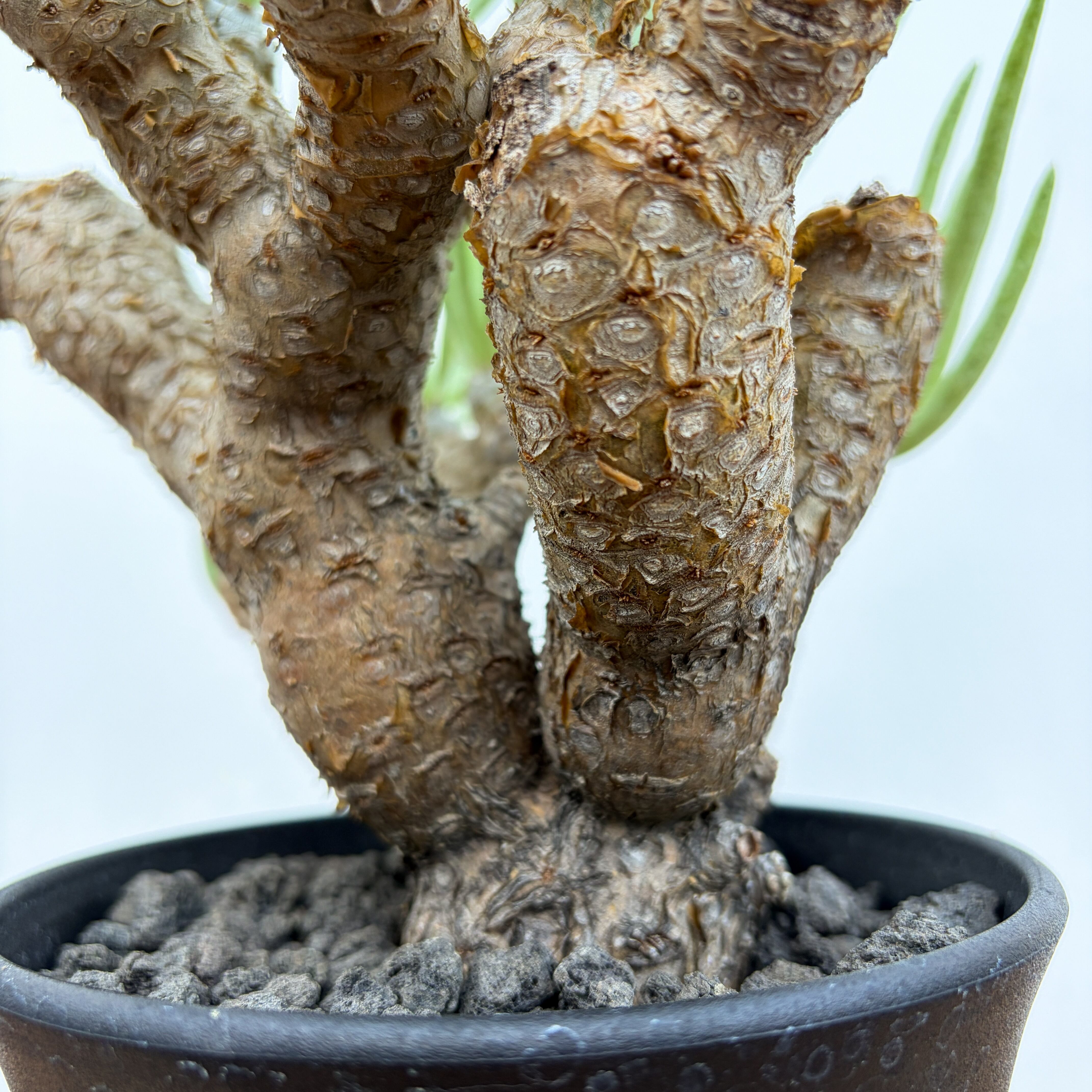 チレコドン ラケモサス 3個セット Tylecodon racemosus 多肉植物