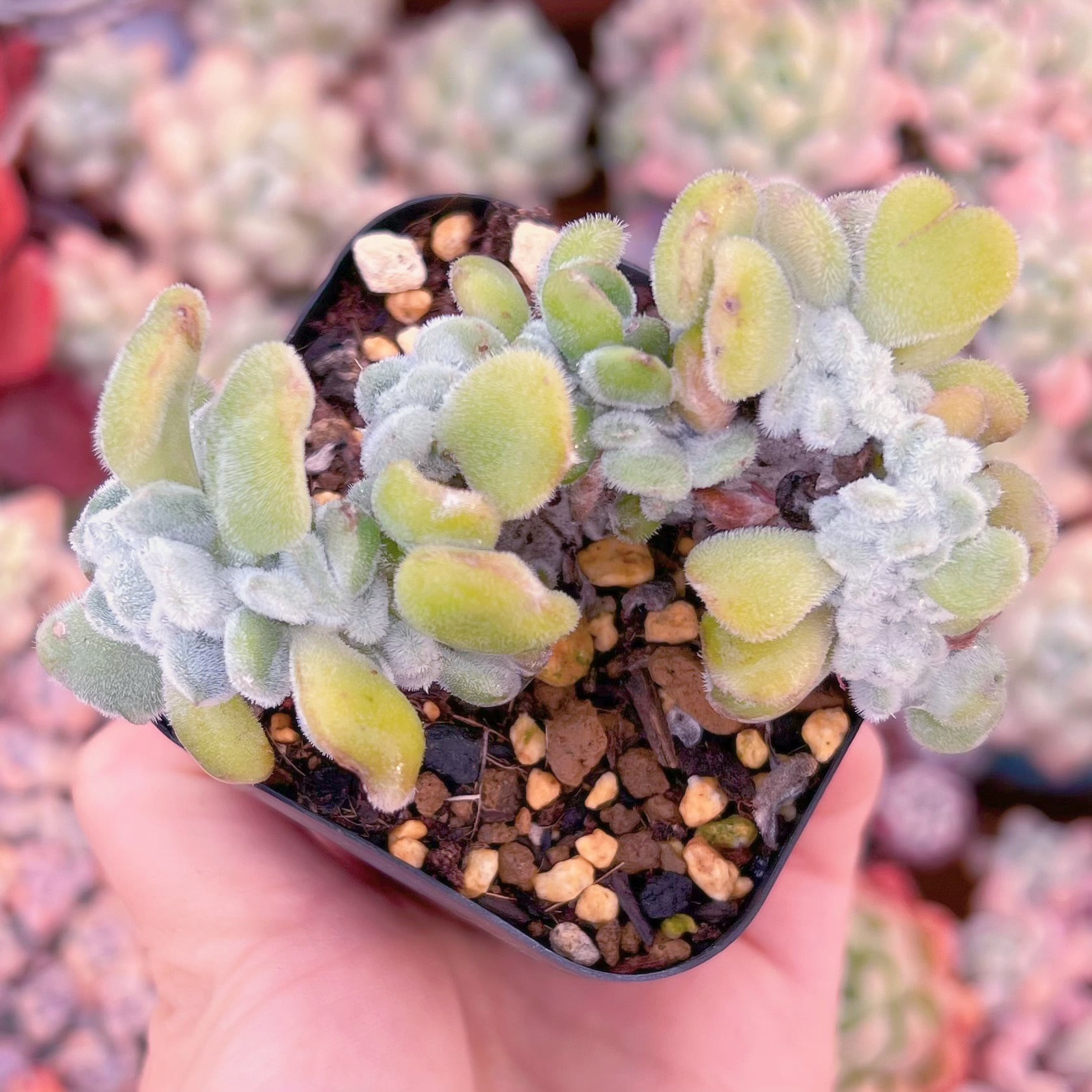 現品　雪錦星#568　るる農園