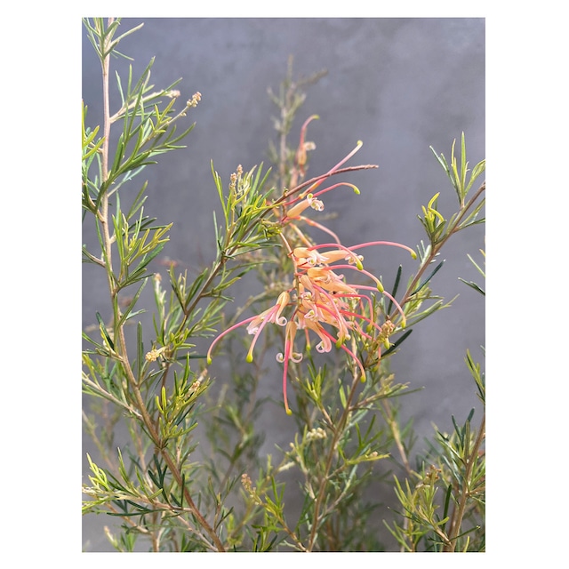 Grevillea 'Semperflorens'