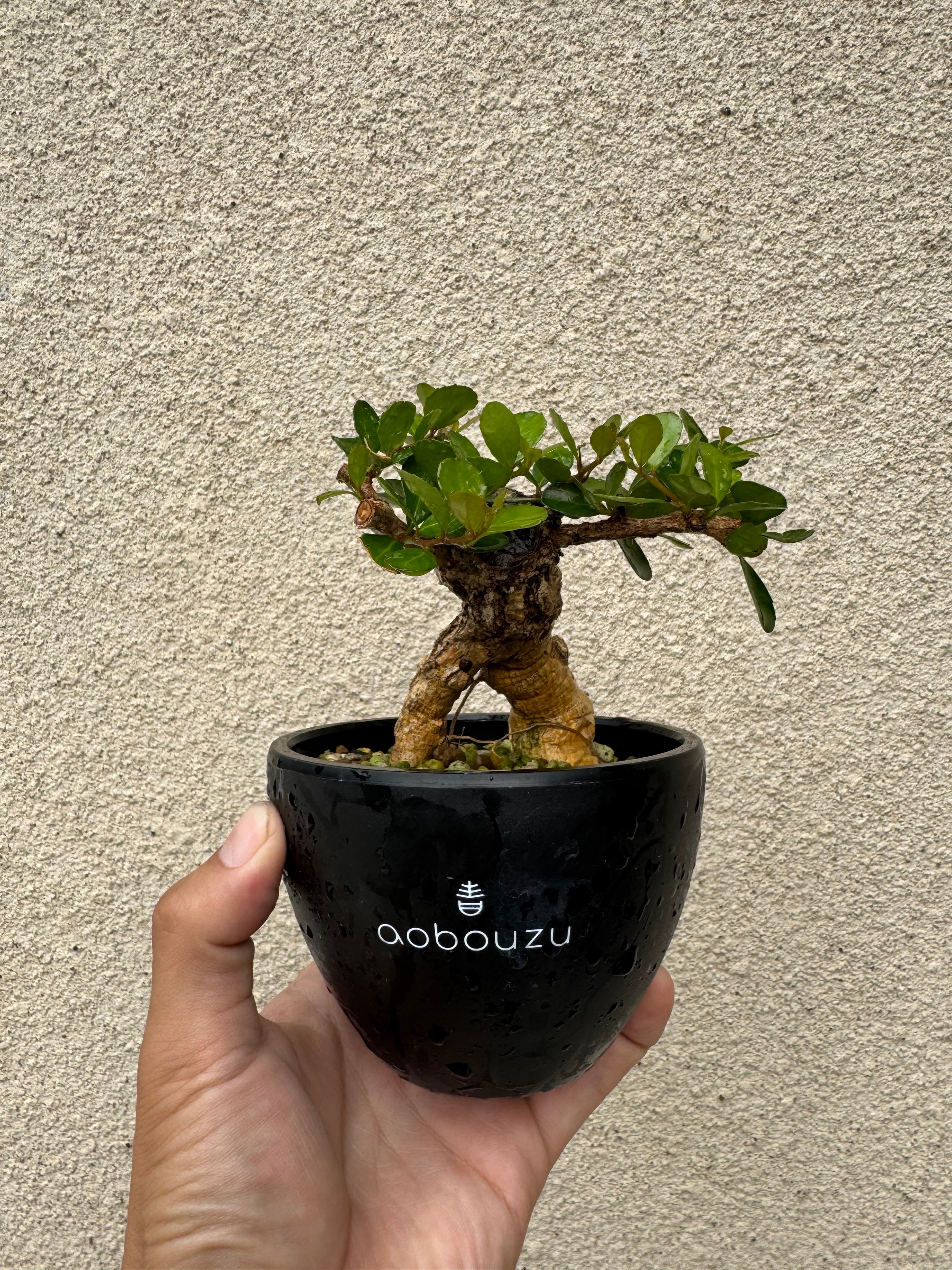 琉球盆栽】ハリツルマサキ【小型の良品】 | 青坊主-aobouzu-