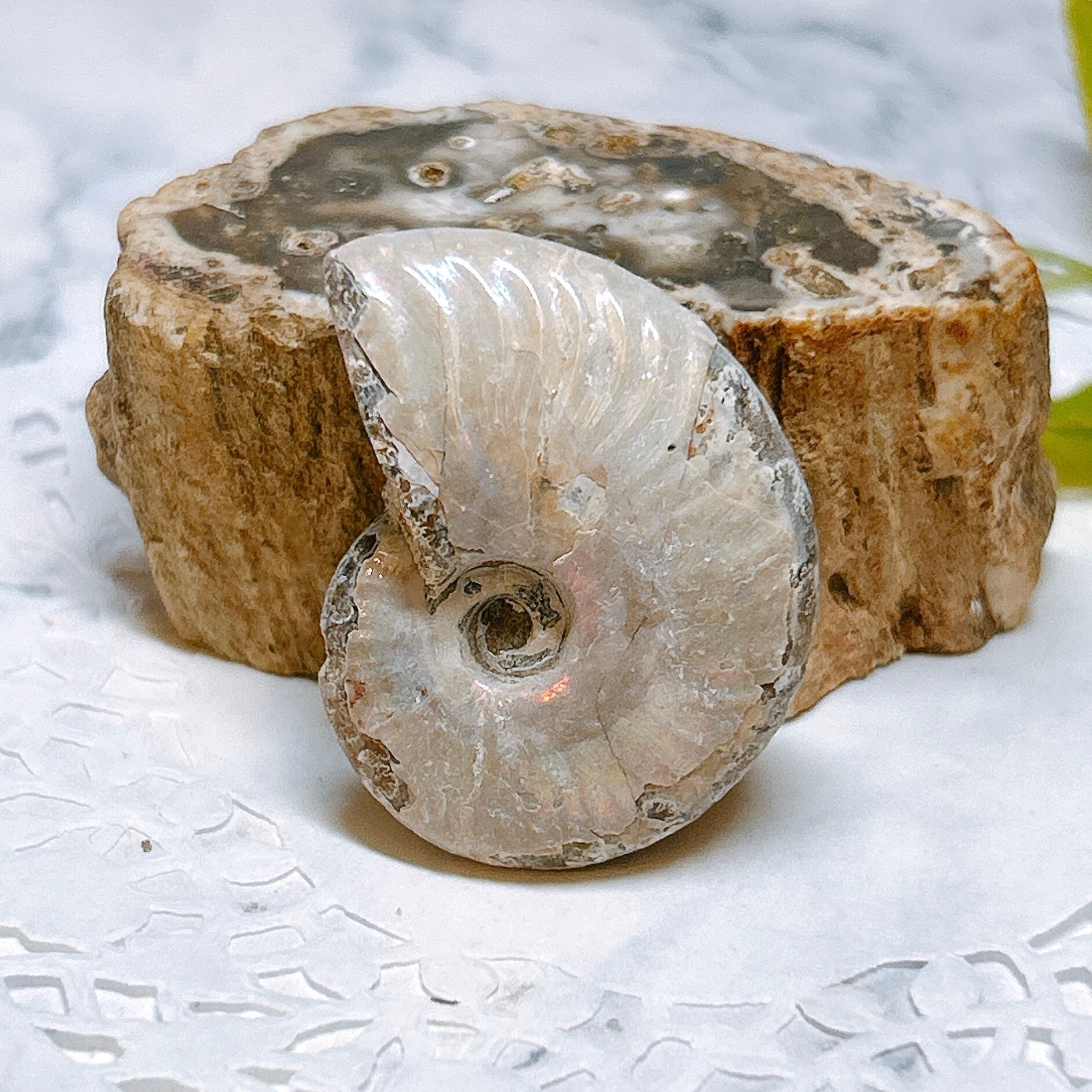 石笛 頁岩 アンモナイト 250714－3 アンモナイト 化石 北海道産