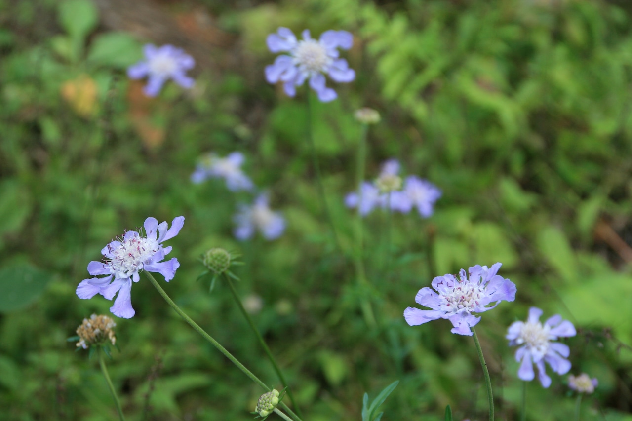 マツムシソウ(松虫草)7,5cm〜9cmポットの画像03