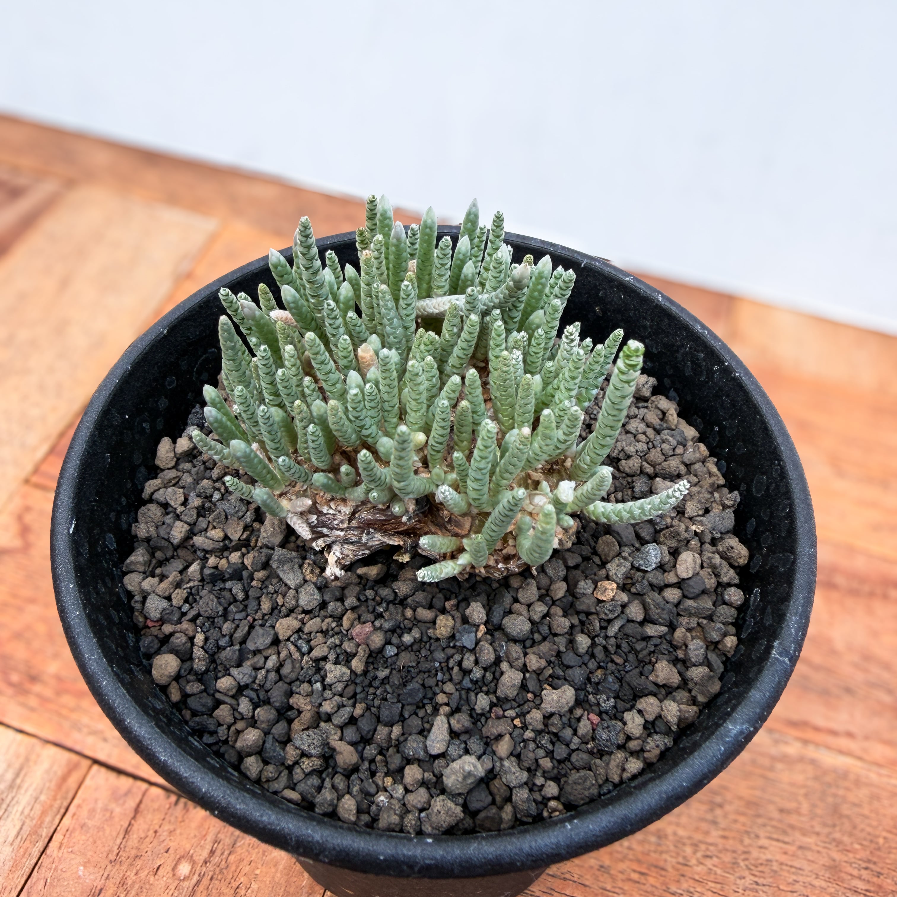 □[W123]alstonii アルストニー うつぼ錦（白花） 実生苗【多肉植物