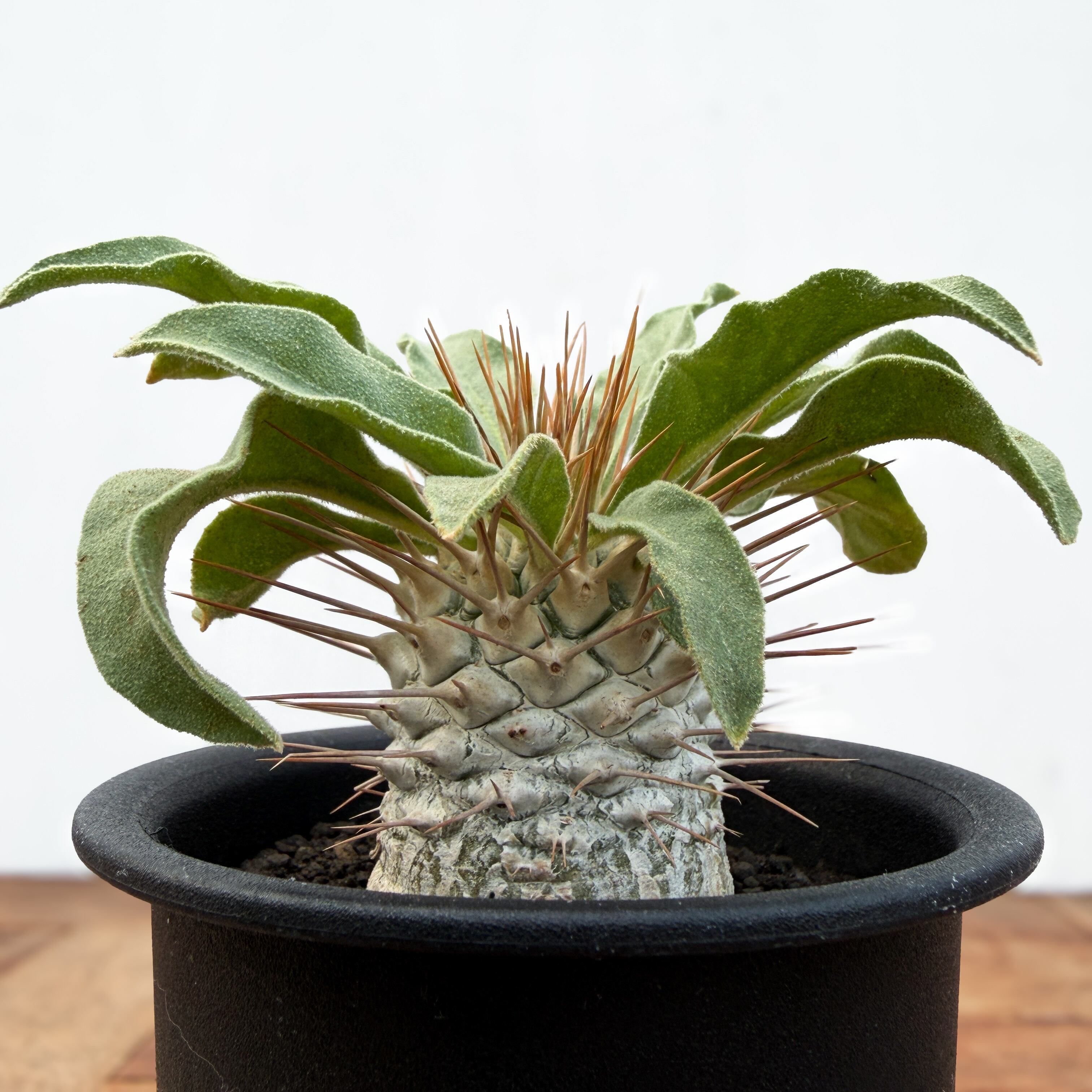 Pachypodium namaquanum【パキポディウム・ナマクアナム・光堂・実生