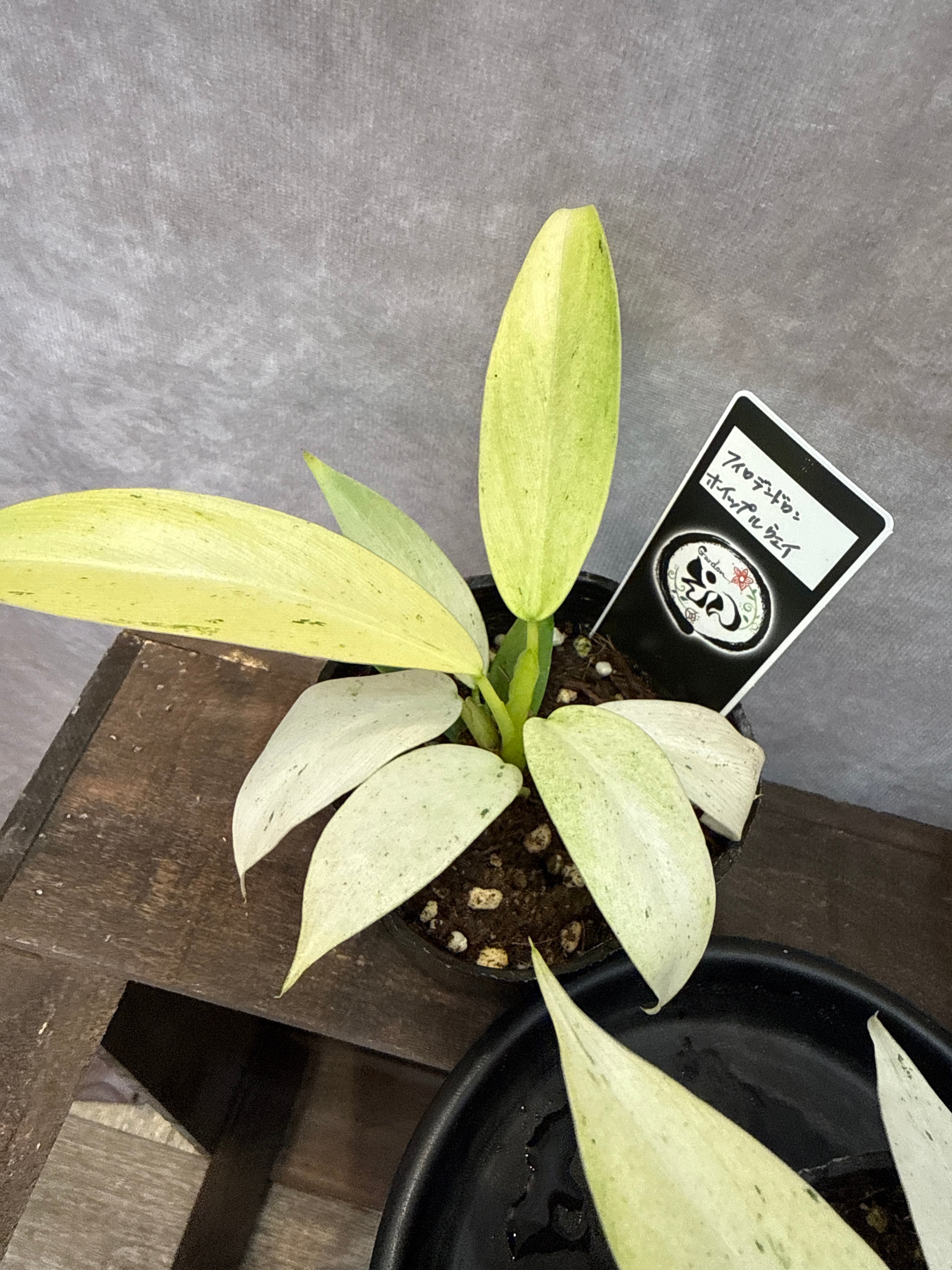 希少］フィロデンドロン 'ホイップルウェイ' | Gardenえん 【観葉熱帯