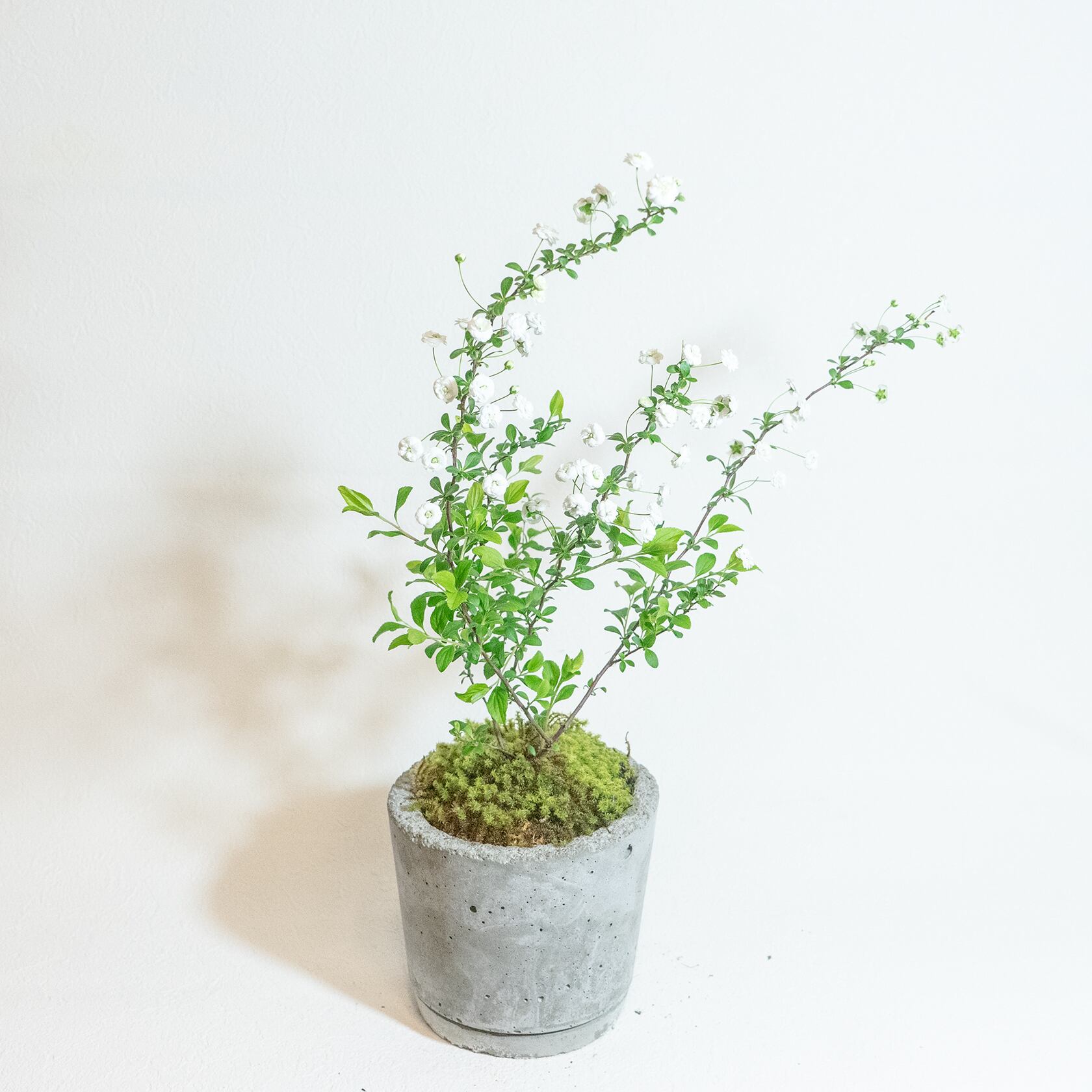 ＼送料無料／≪ 観葉植物 ≫お庭やベランダで育てるシジミバナと苔の鉢植え｜無機質でどんな場所とも相性のいい手作りモルタル鉢