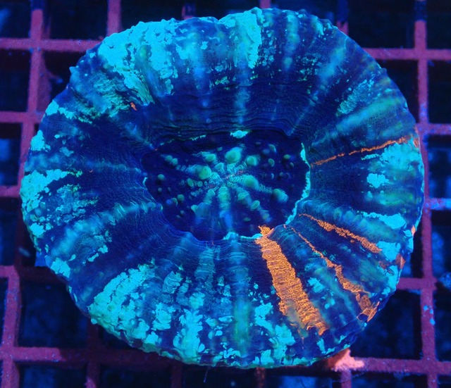 Scolymia Unique Blue
