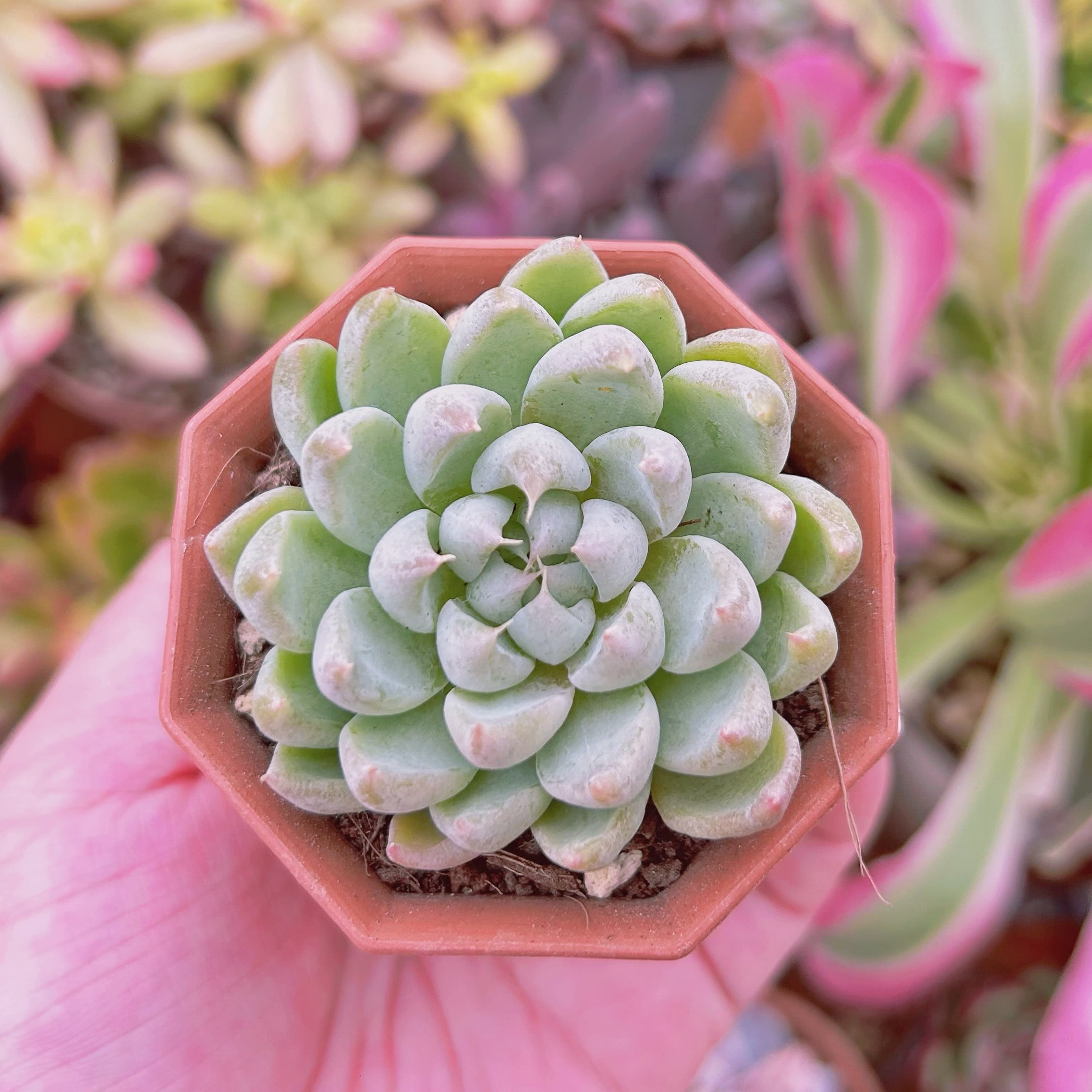 多肉植物　 Echeveria   新品種　魔爪
