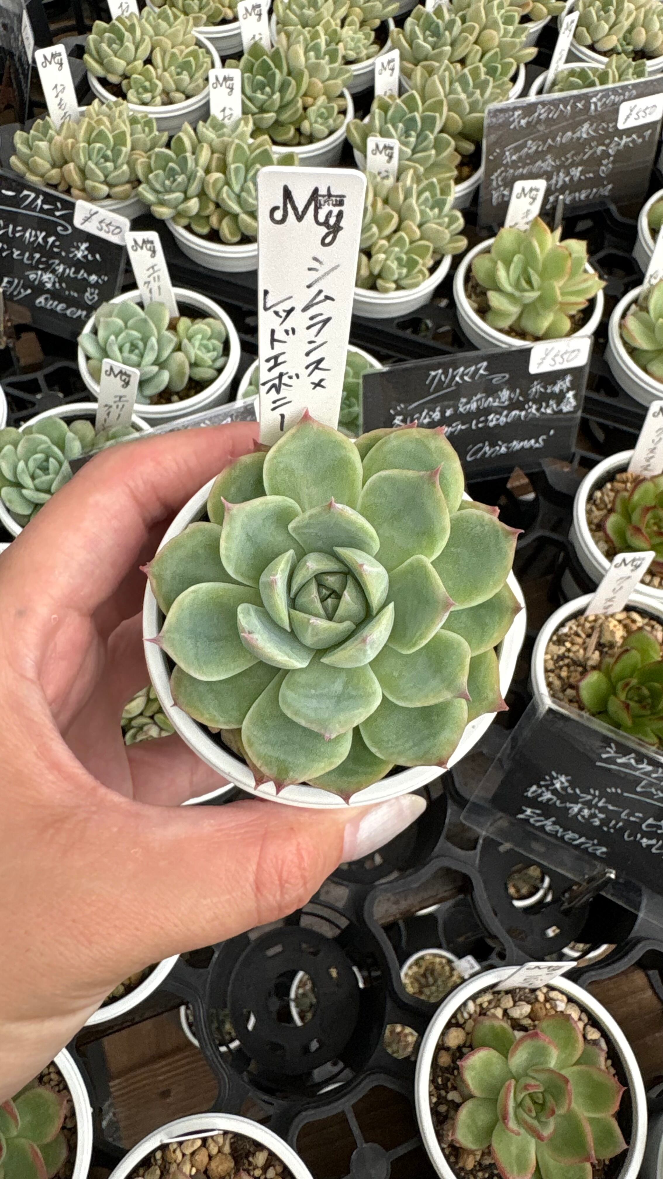 ポルックス 多肉植物 エケベリア 安心の生産ポットそのまま販売（8個