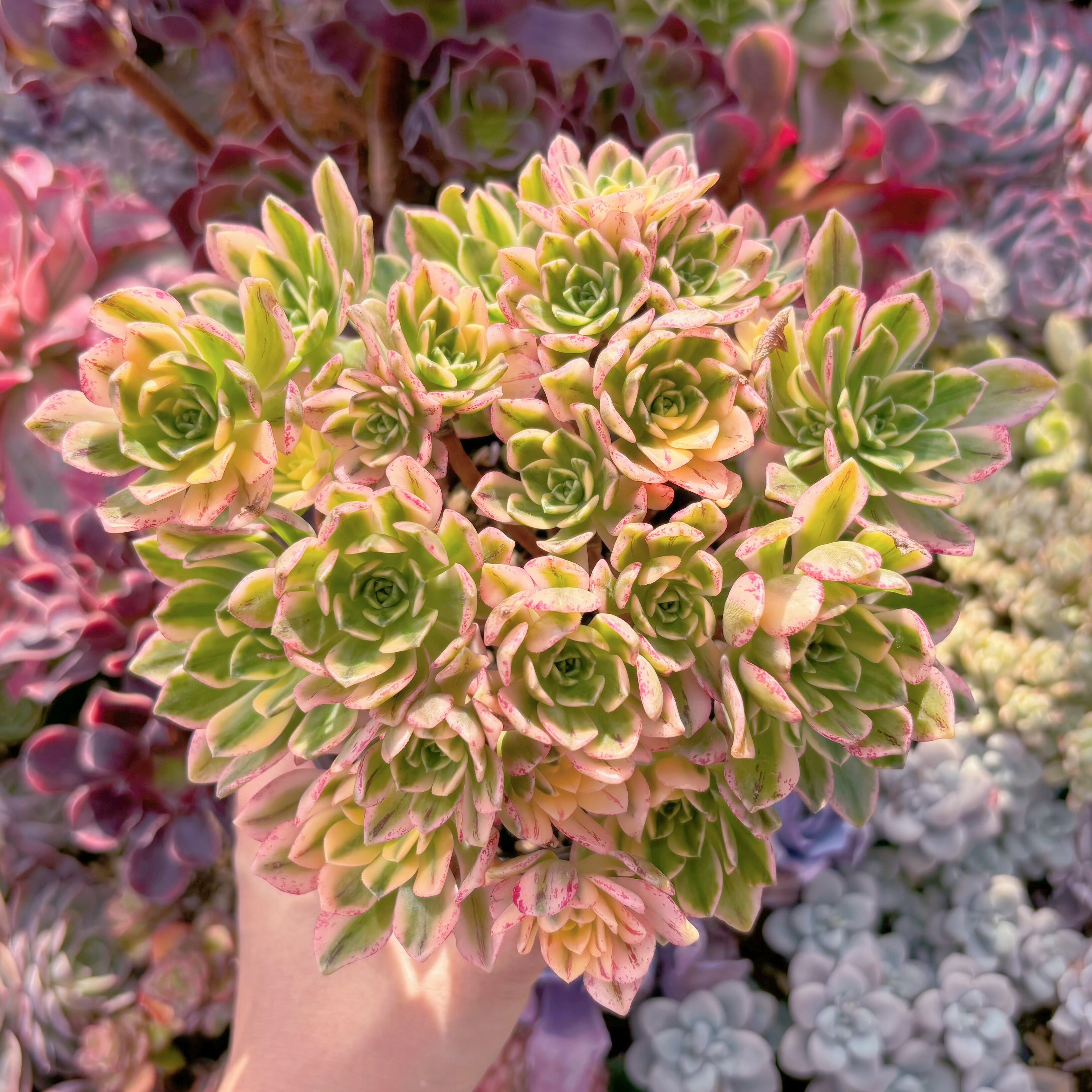 現品　sweet tea#015　大群生　るる農園