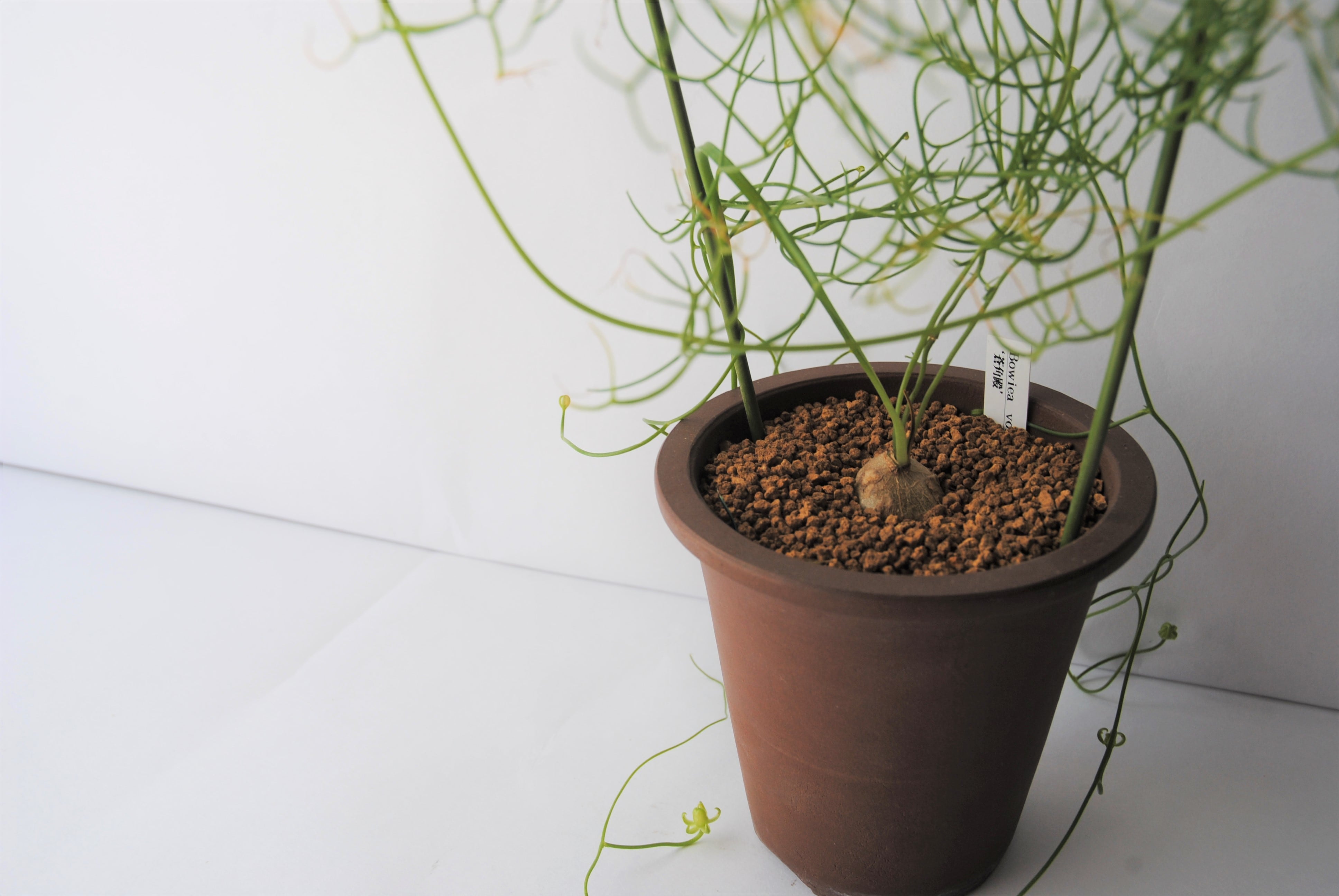 Bowiea volubilis 蒼角殿 | plants MARU ーサボテン・多肉植物のお店ー