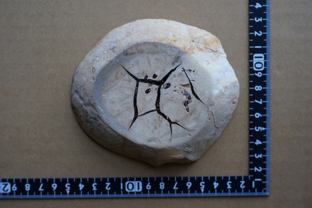 セプタリア　Septaria　⑦