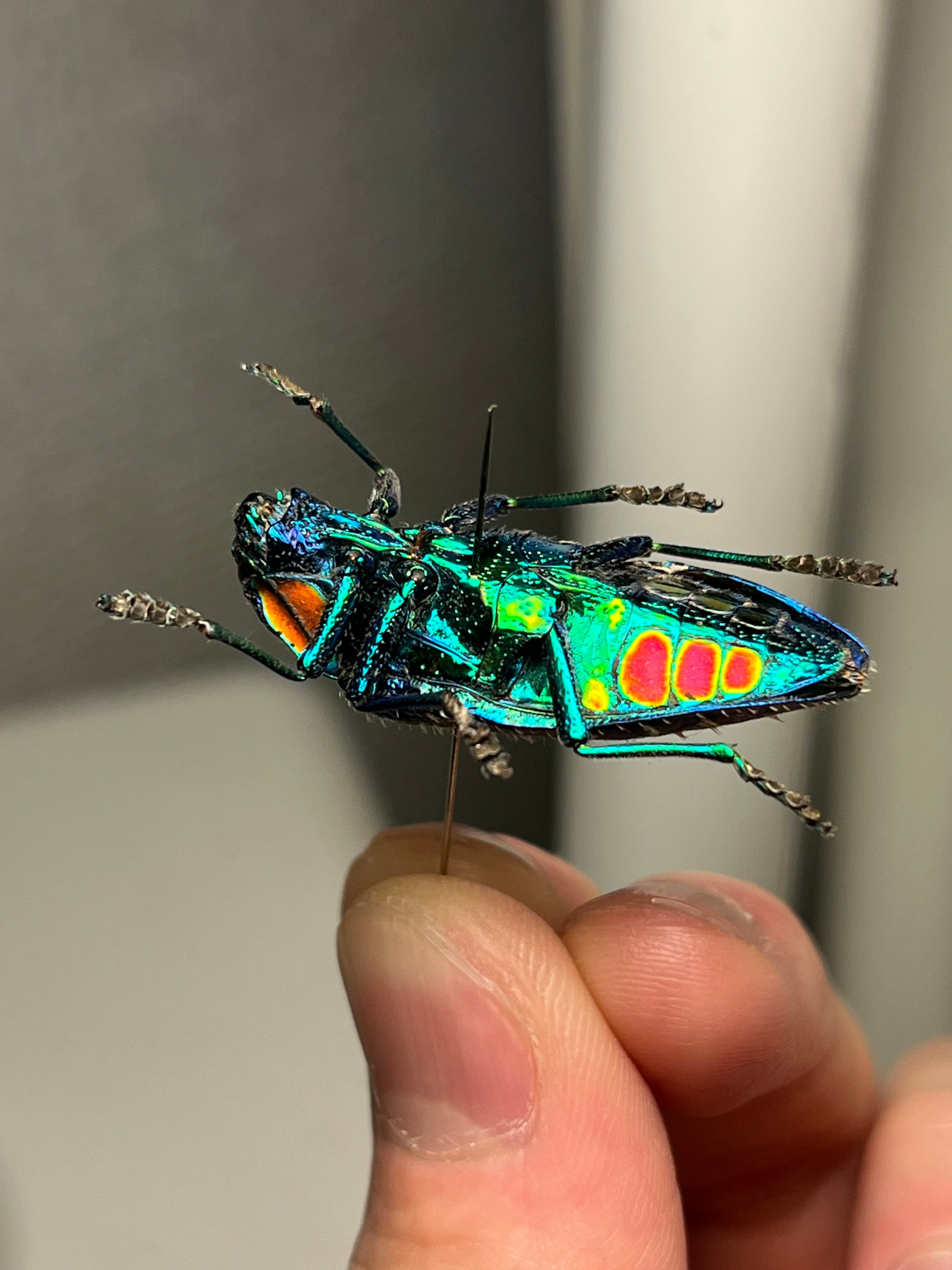 お相撲感のあるヘリカメムシの一種 標本カミキリタマムシスハンダエプラチナコガネ 33mm】裏がとんでもなく美しいニシキカワリタマムシ スハンダエ