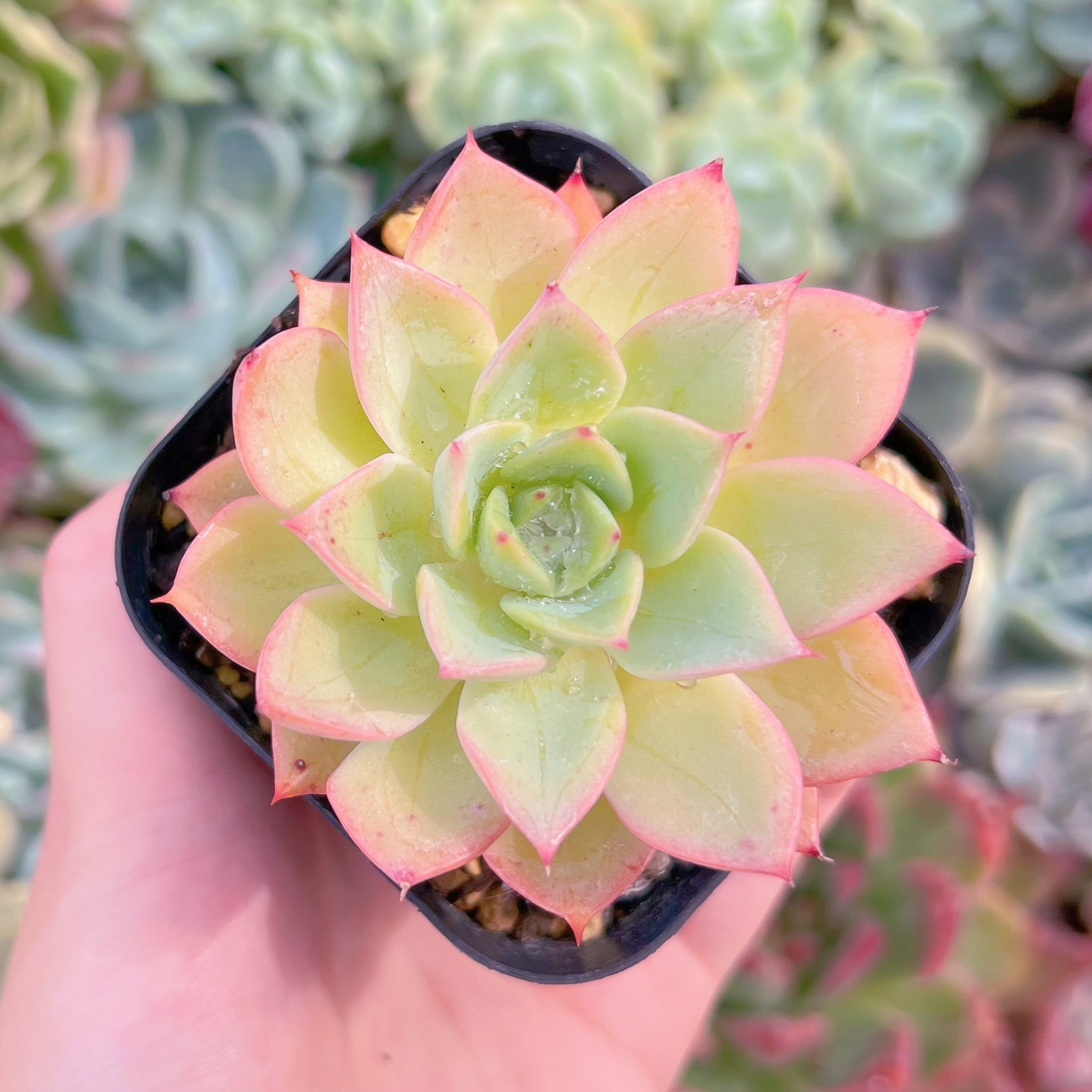 現品　ピンクアイス#2196　古株　るる農園