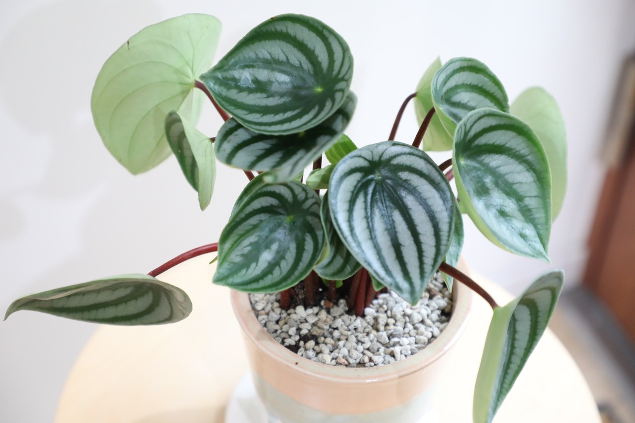 【M】スイカぺぺ/Peperomia Watermelon
