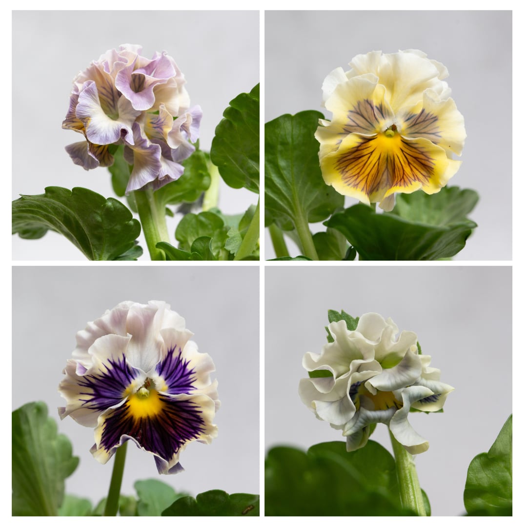 パンジー:モアナ・レモーナ(3号)マツバラフラワーファーム 新品種 フリル咲きパンジー 中輪系 レモン色